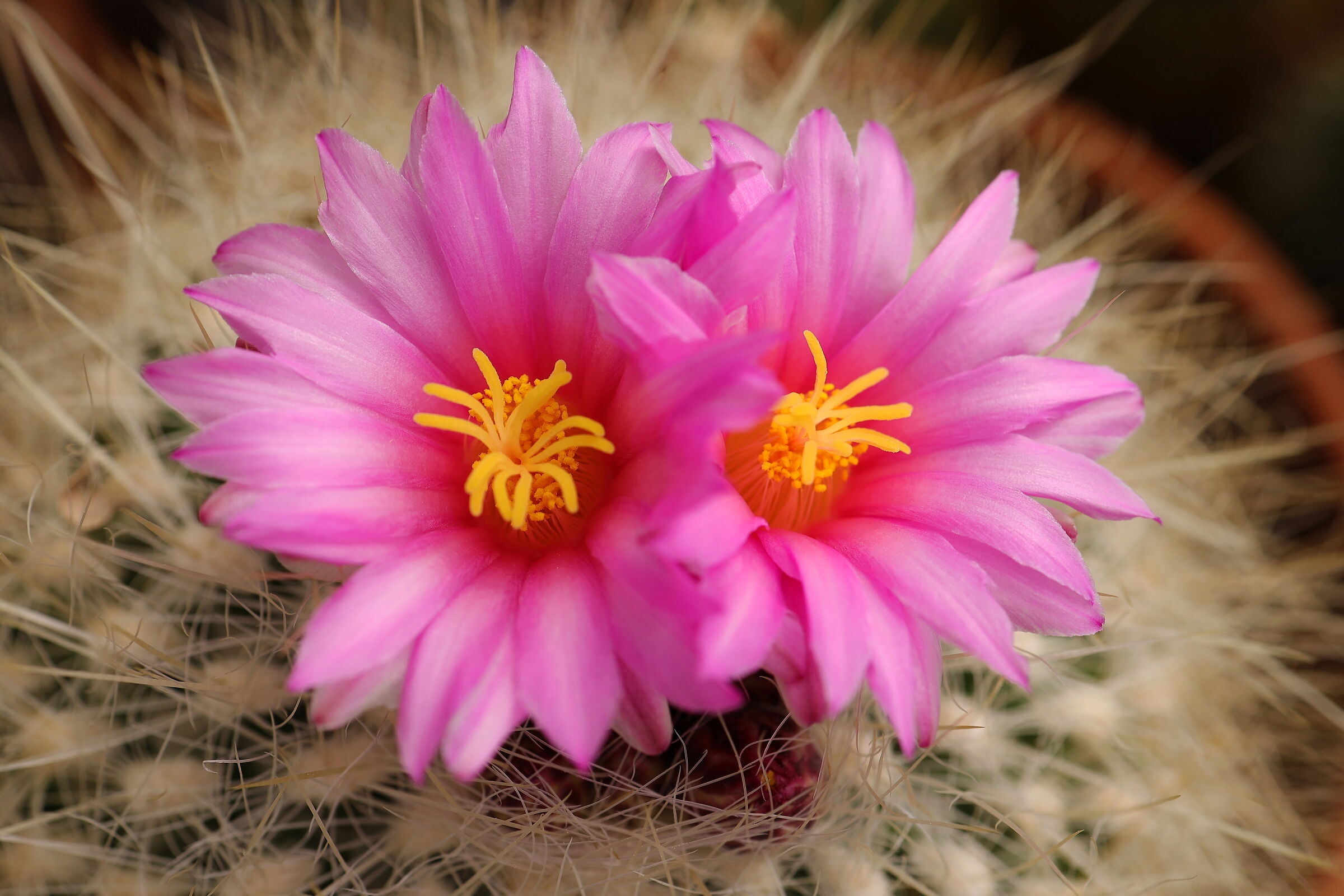 Thelocactus conothelos ssp. argenteus