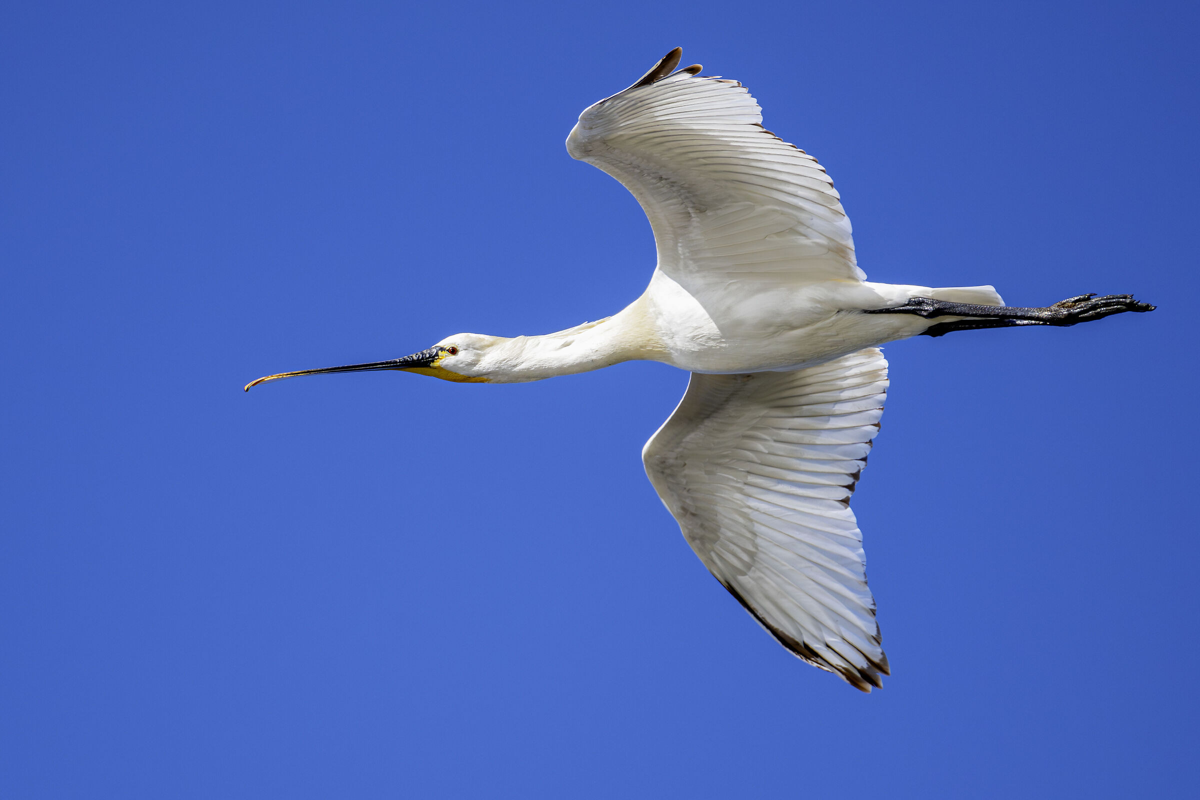 Spatola(Platalea leucorodia)