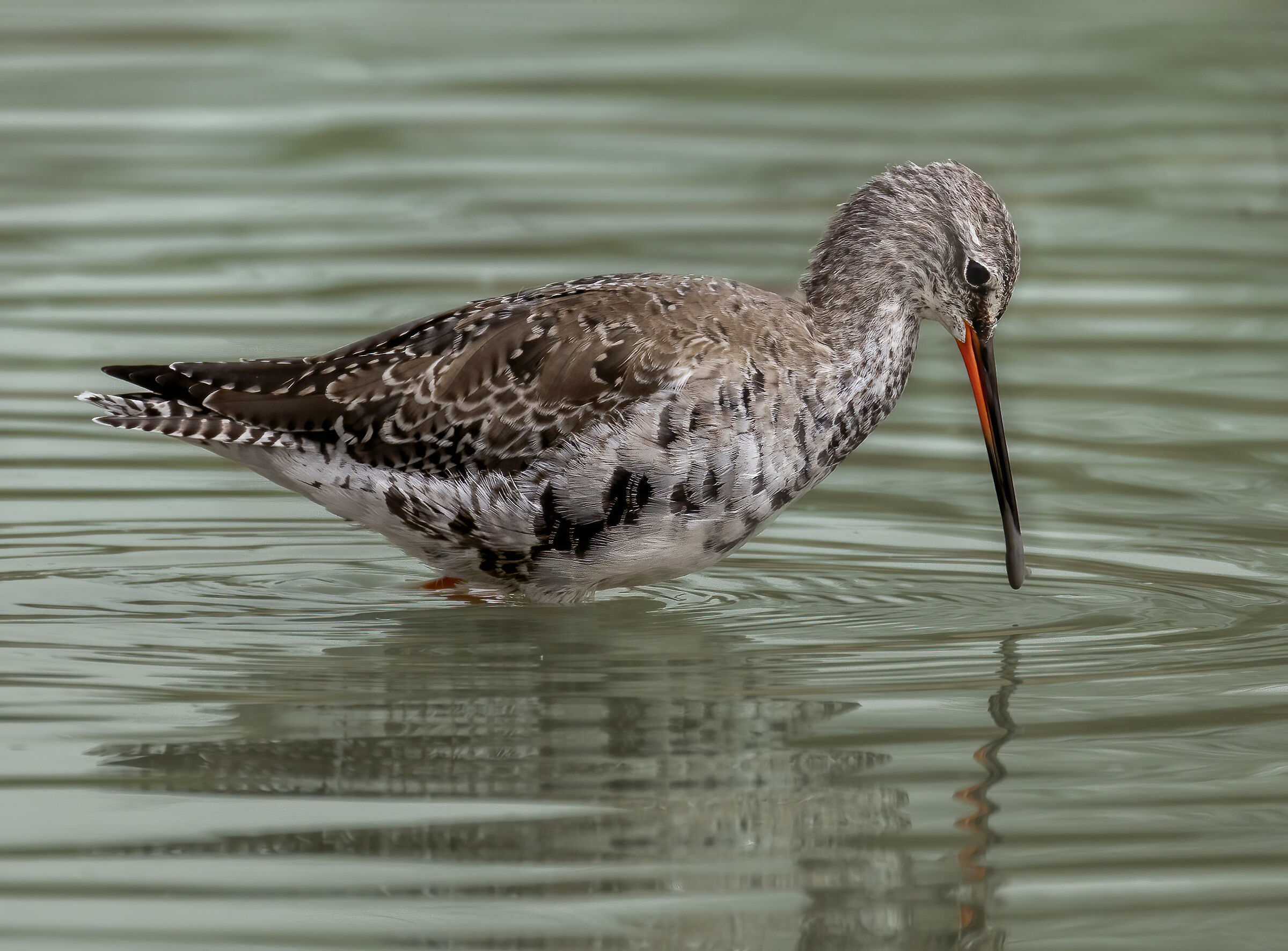 totano moro in eclisse, marzo 2024