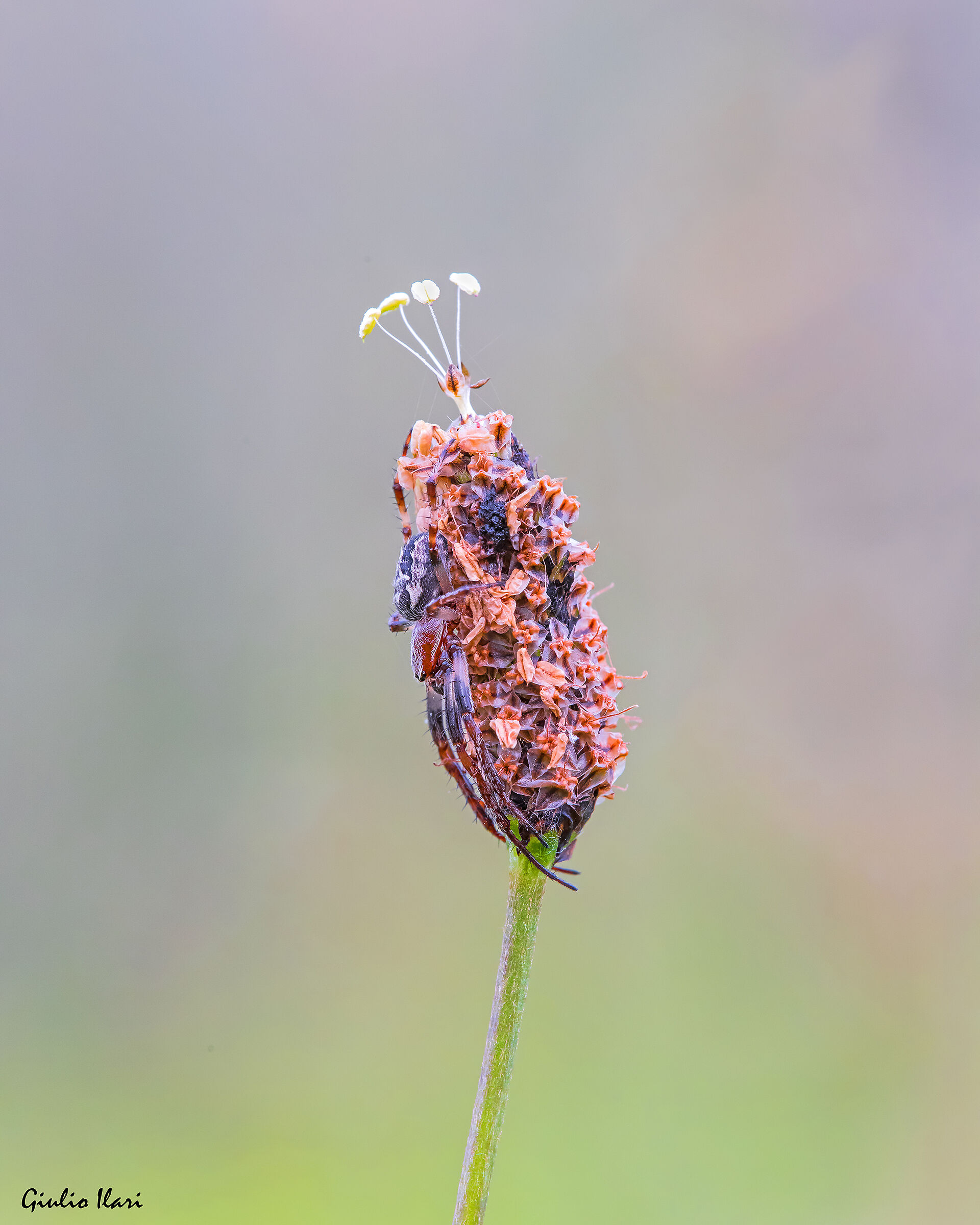 The importance of dapere on which flower to perch