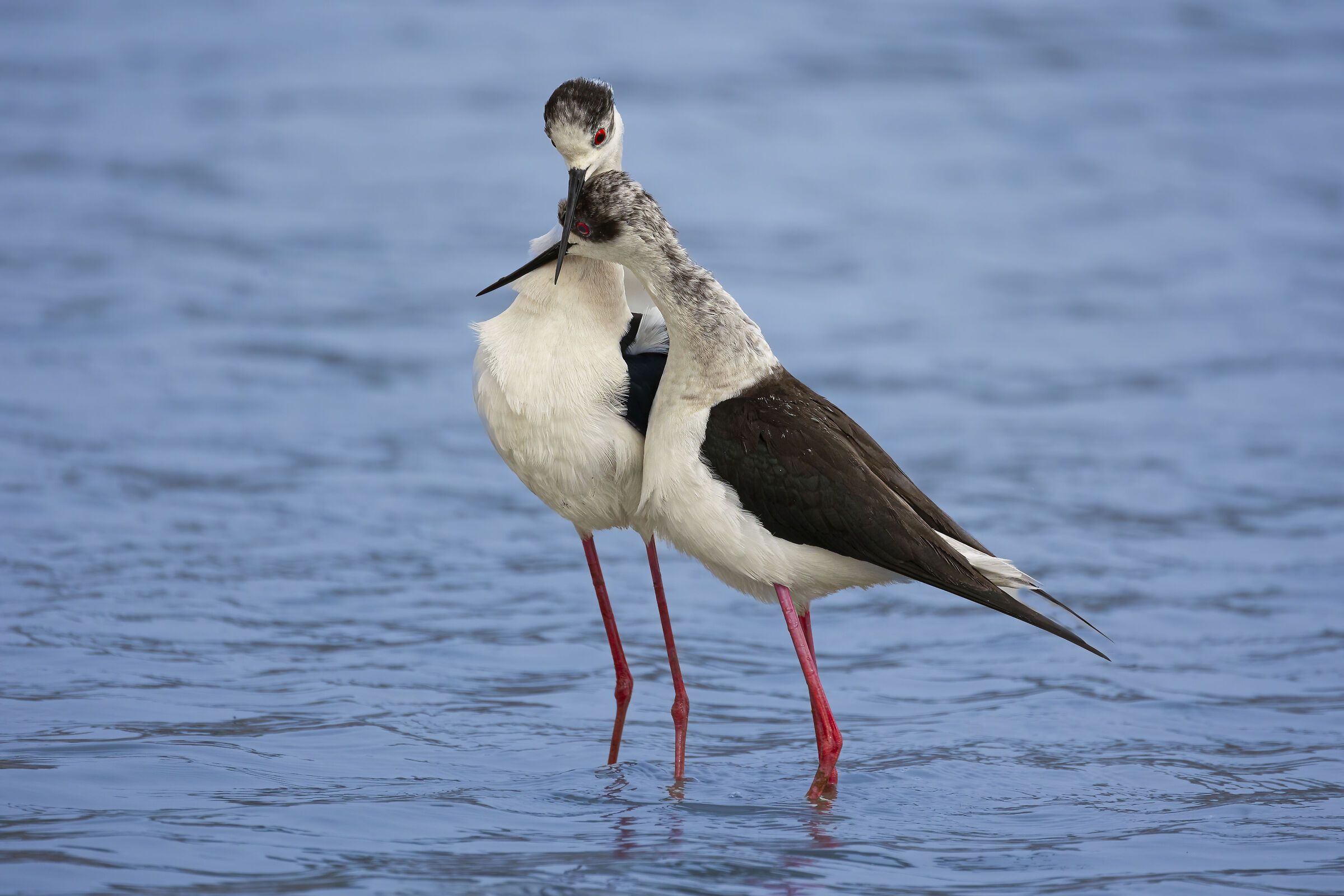 bisogno di coccole, cavalieri d'Italia