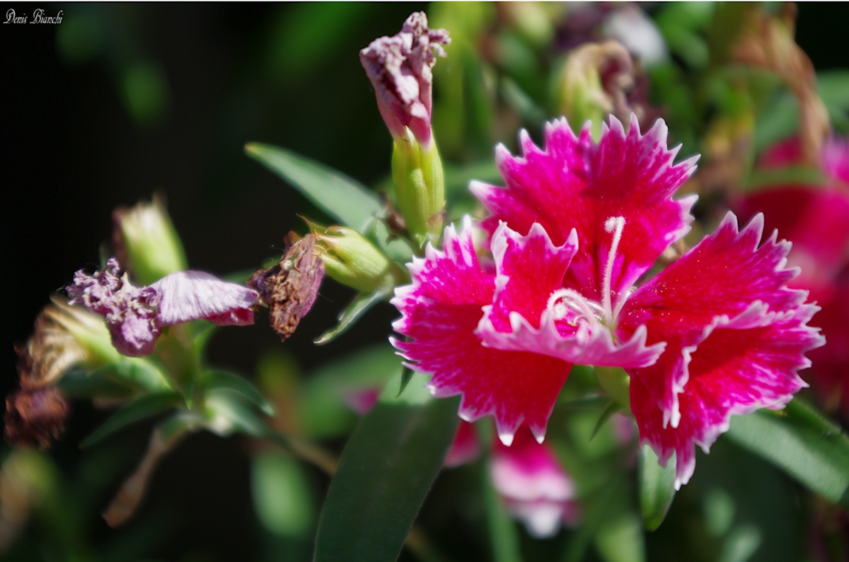 Garofano. la vita e la morte