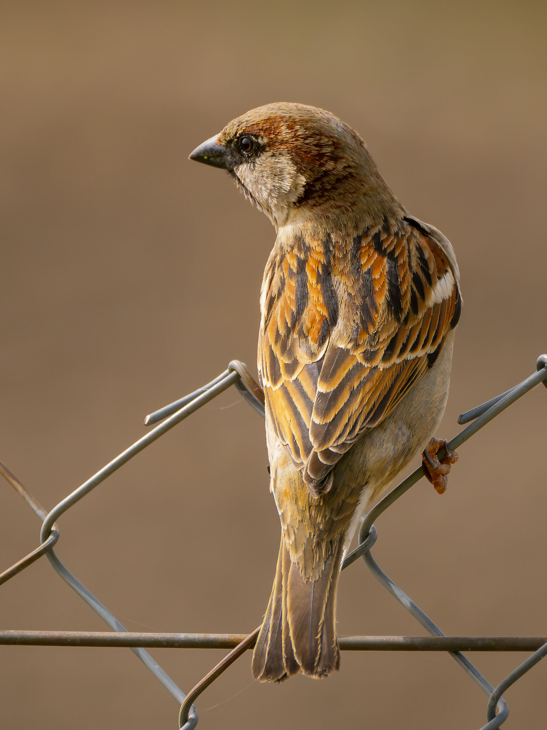 Passante domesticus