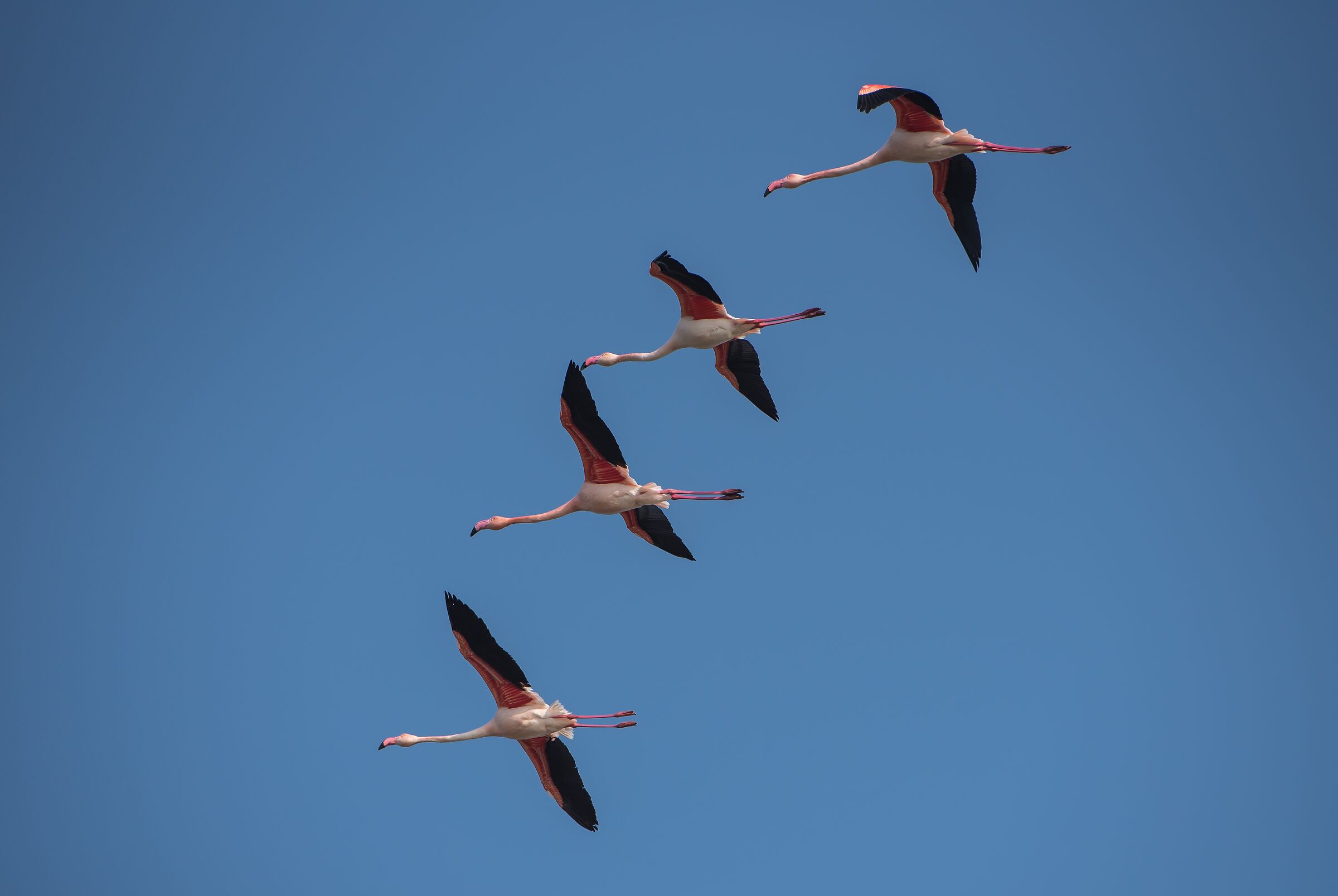 Flamingos in formation