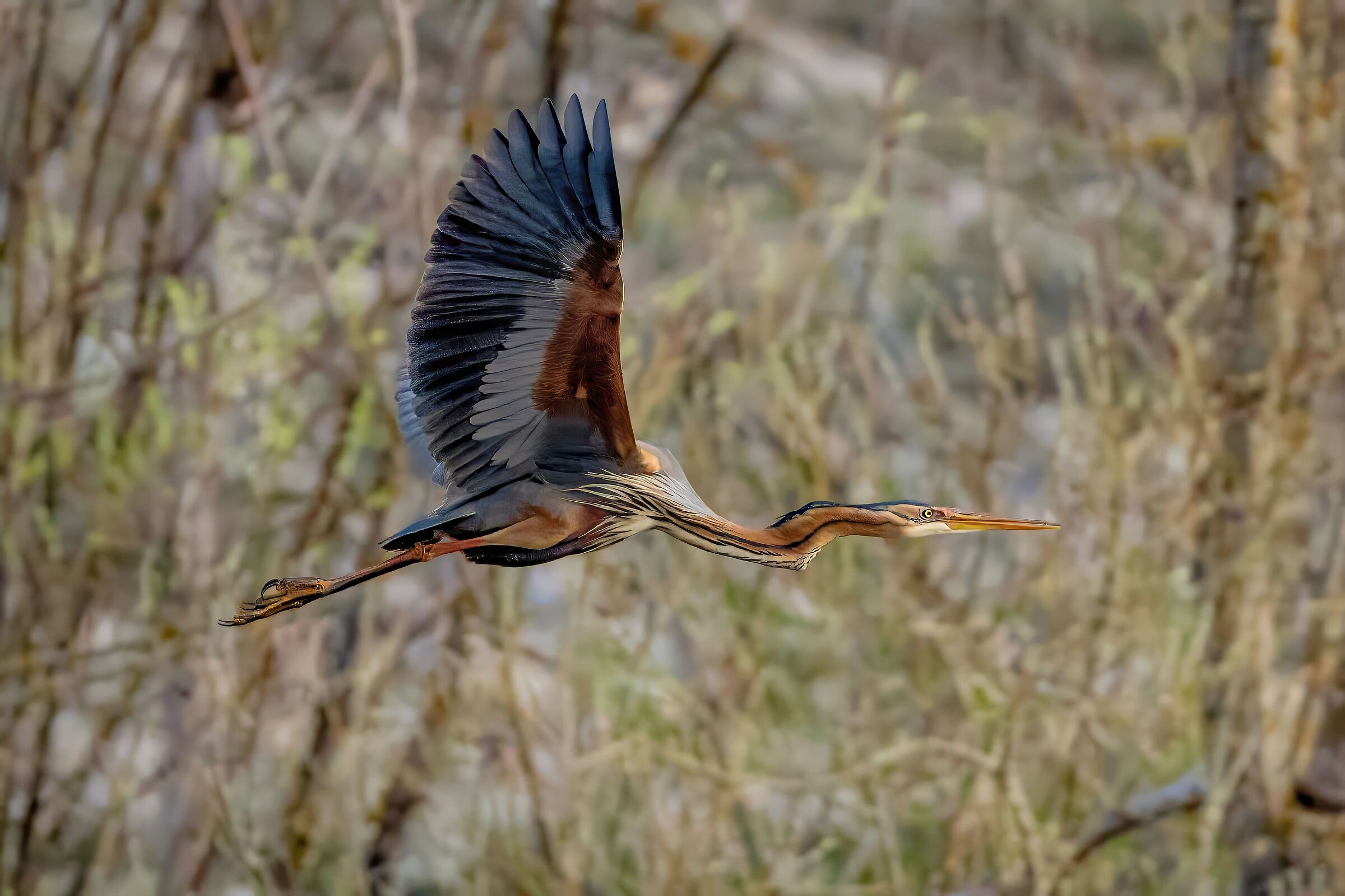 Purple Heron (Ardea purpurea)