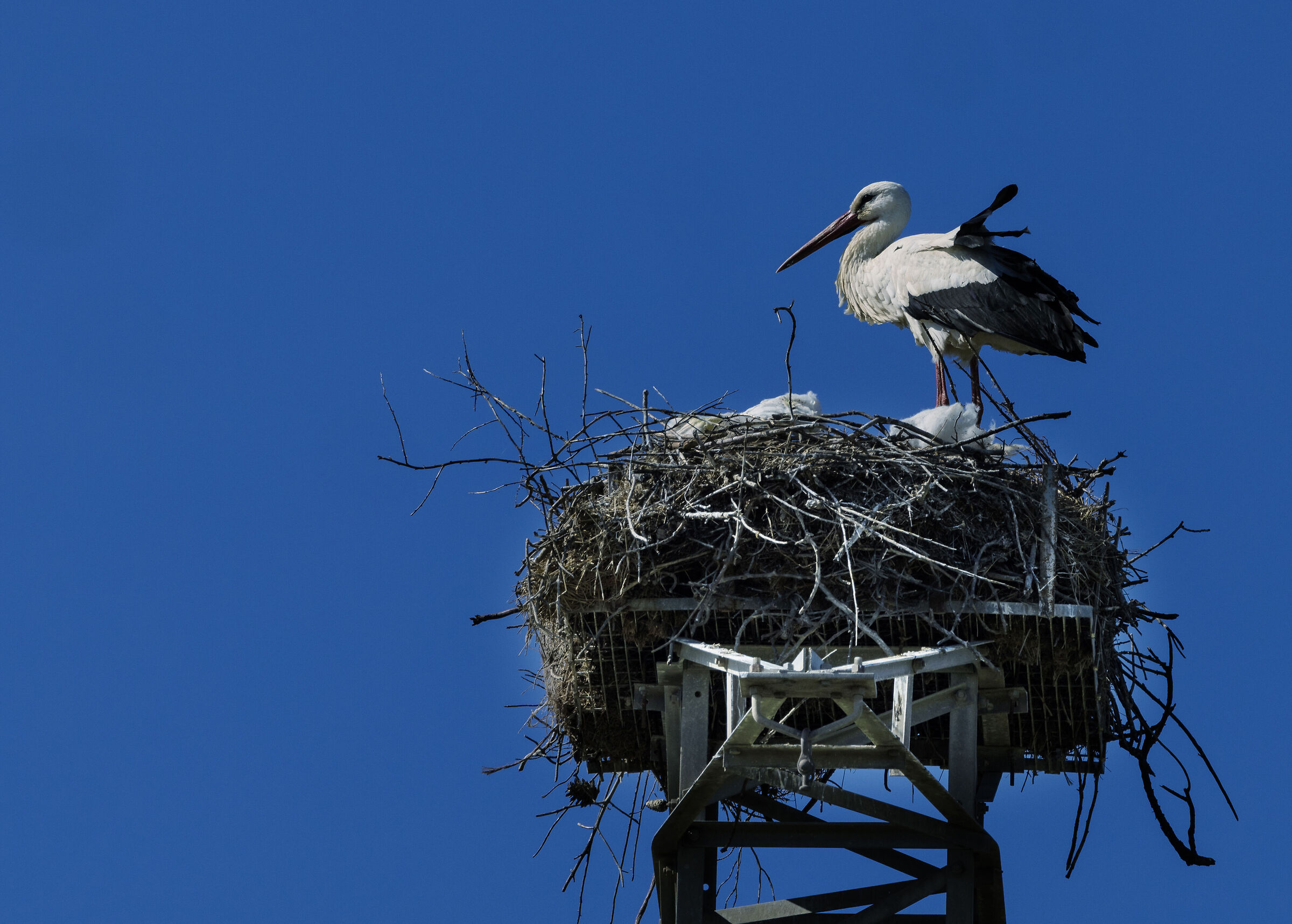 Nesting Stork
