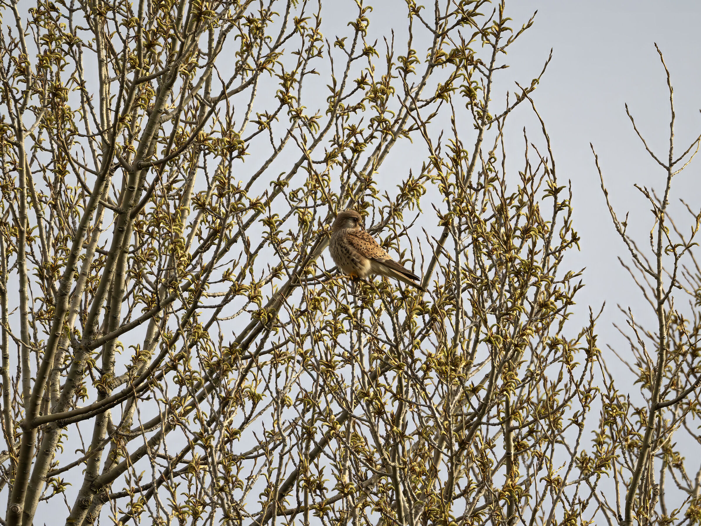 Falco tinnunculus