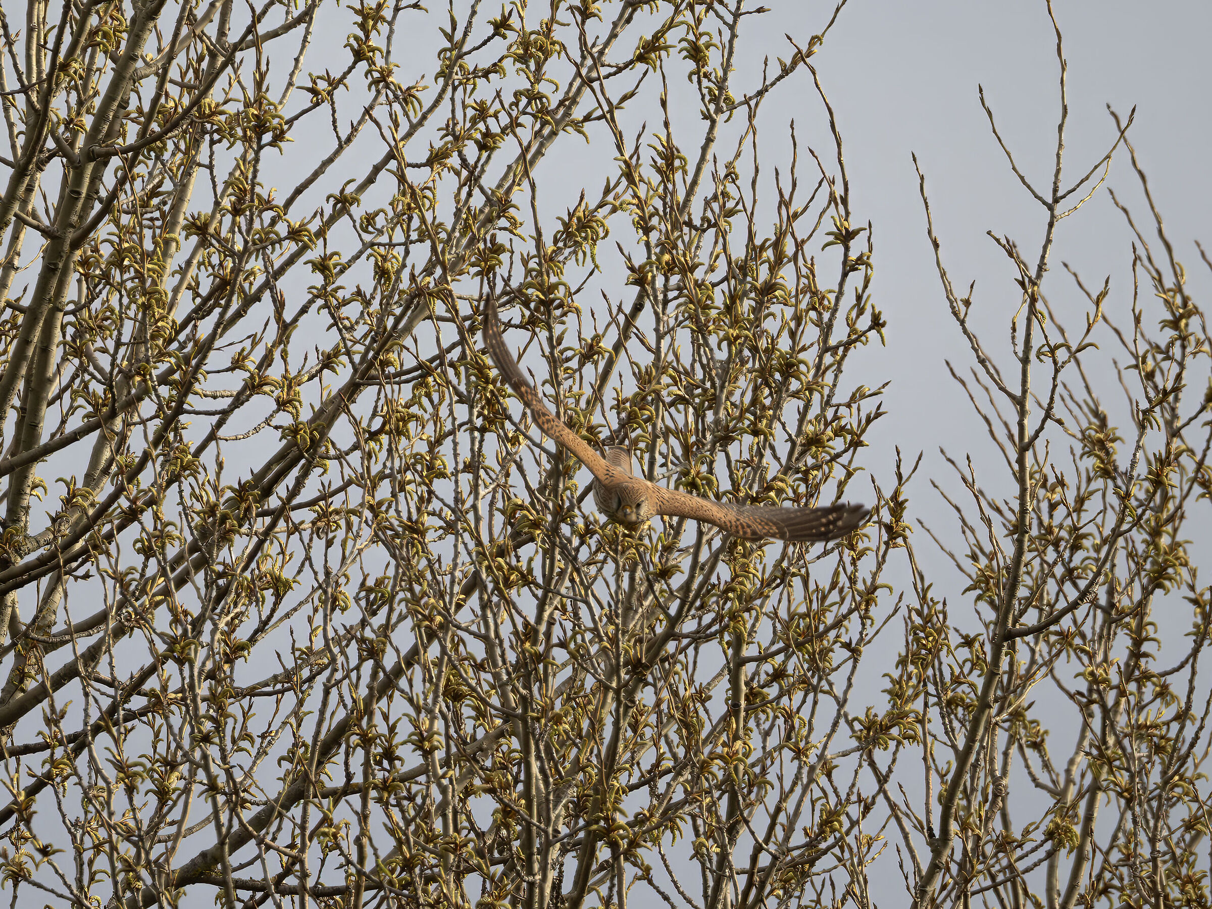 Falco tinnunculus