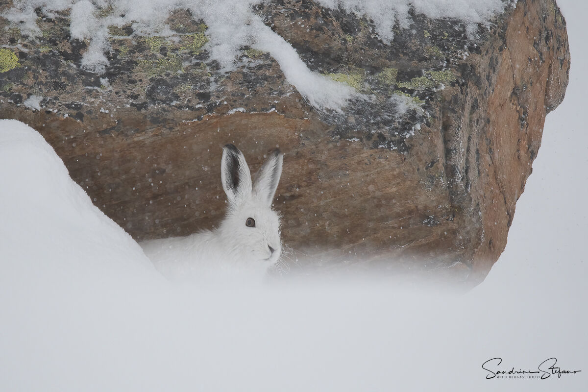 Variable Hare