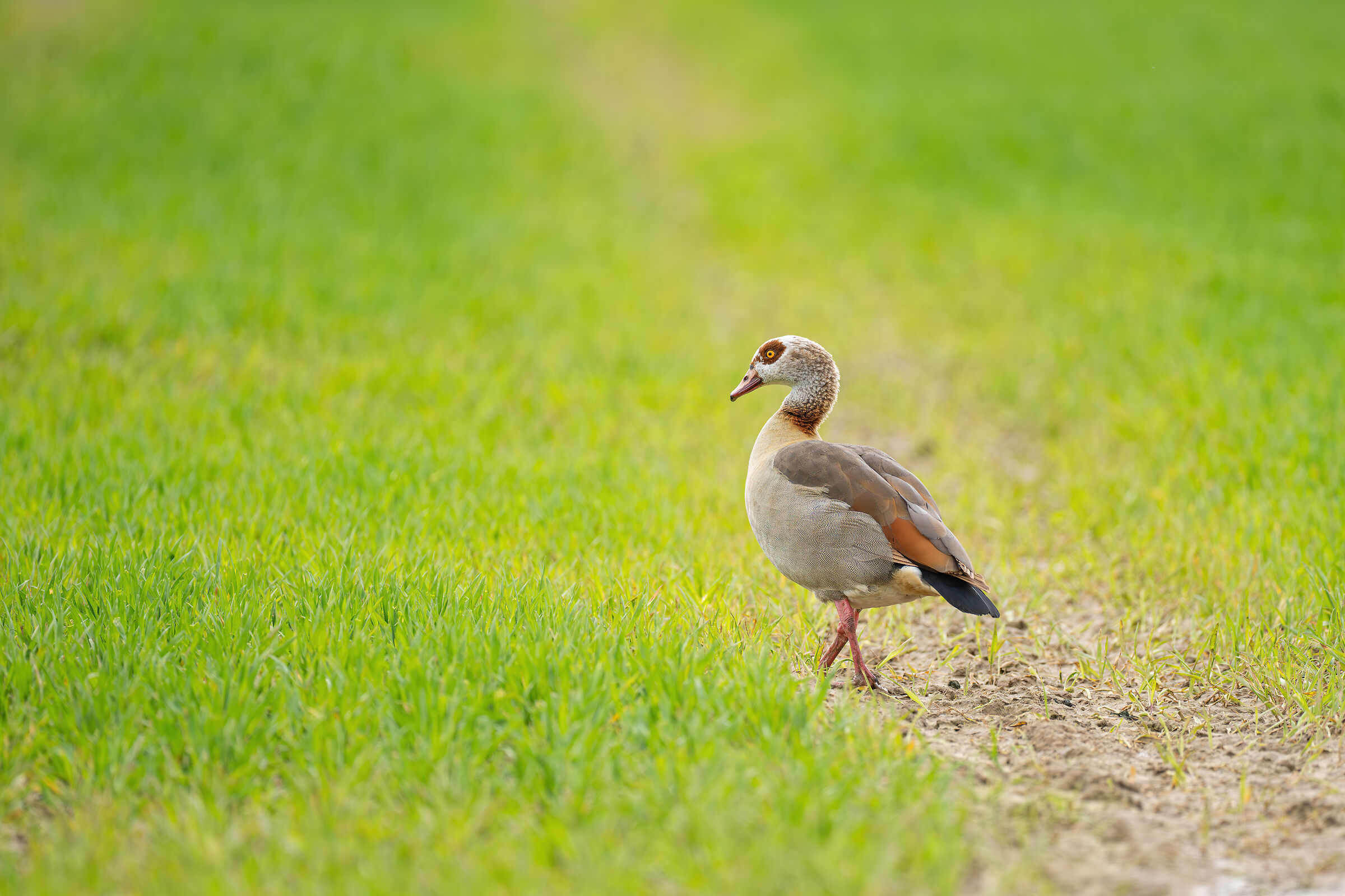 Alopochen aegyptiaca