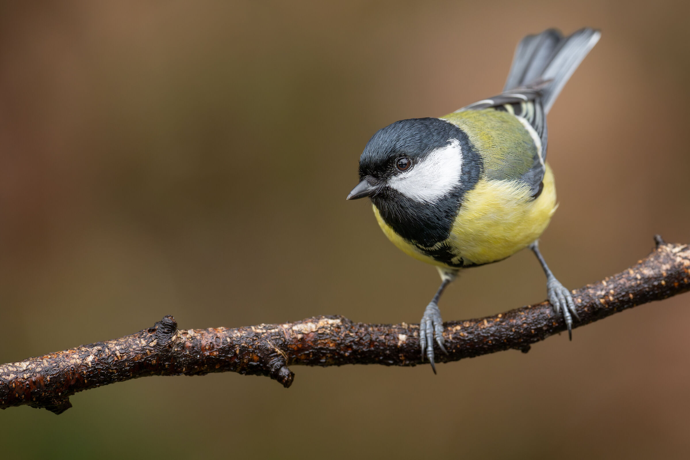 Parus major