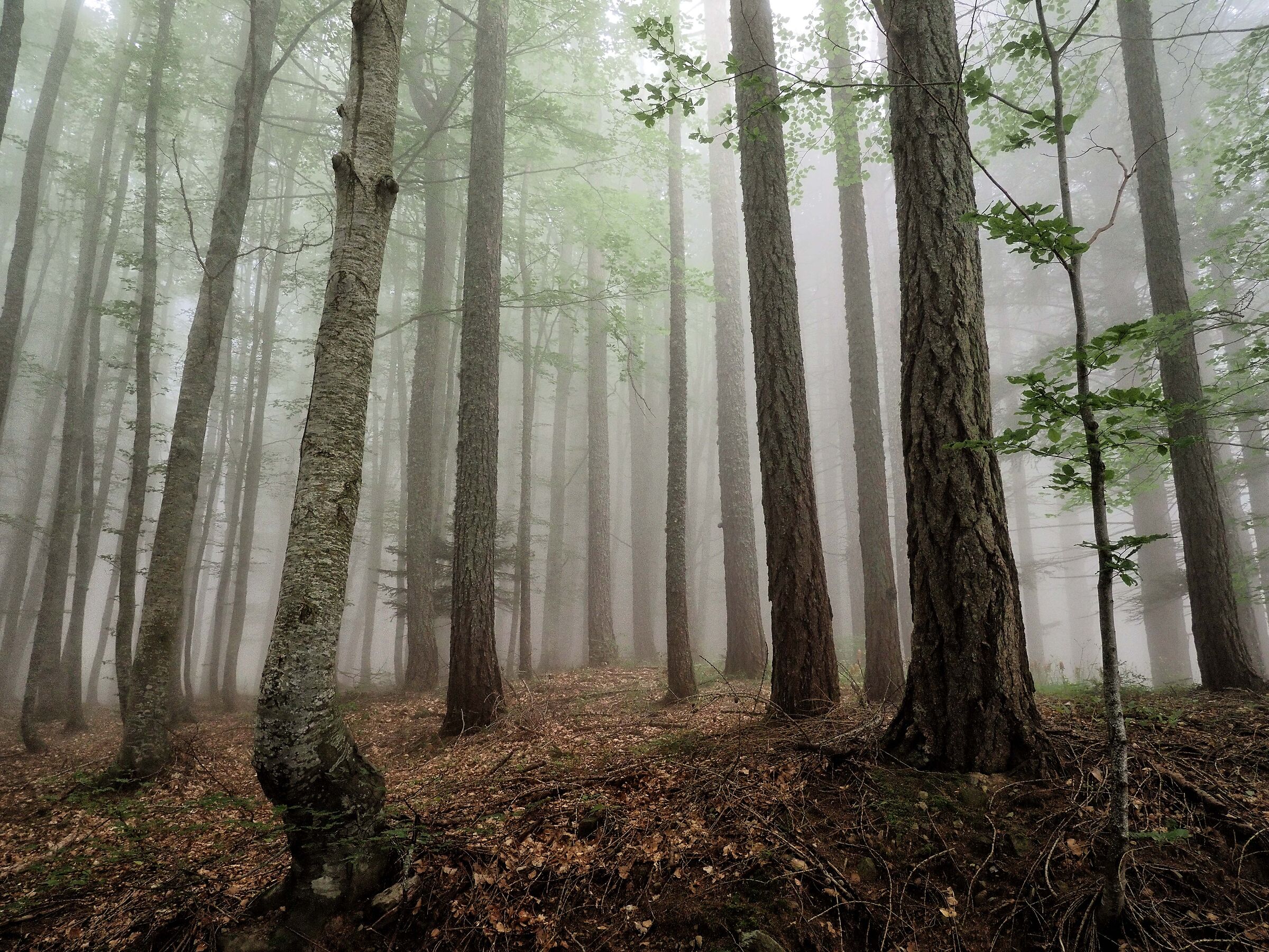 nuvole basse nel bosco