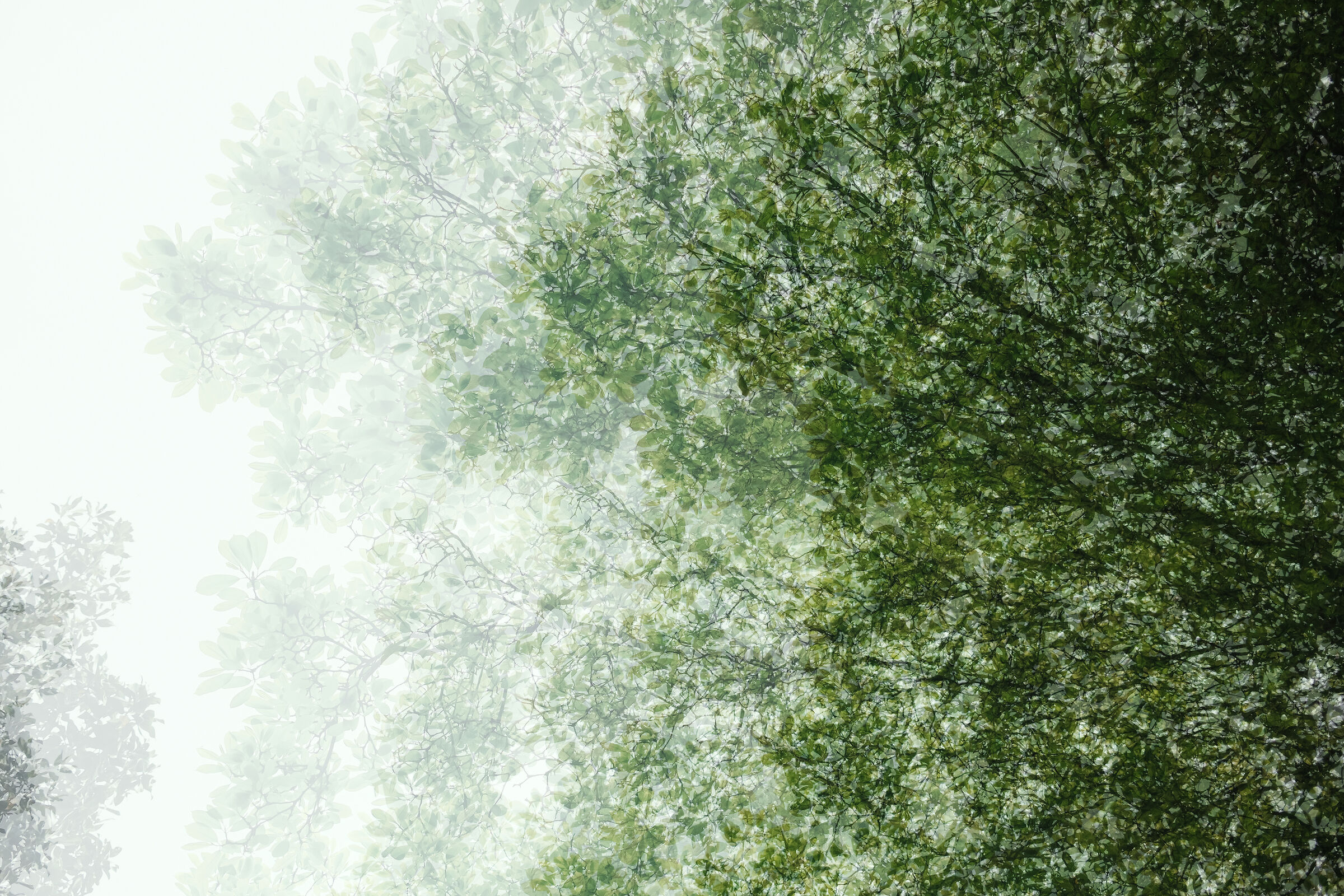 Magnolia Tree with Ciaurro - Marano-NA