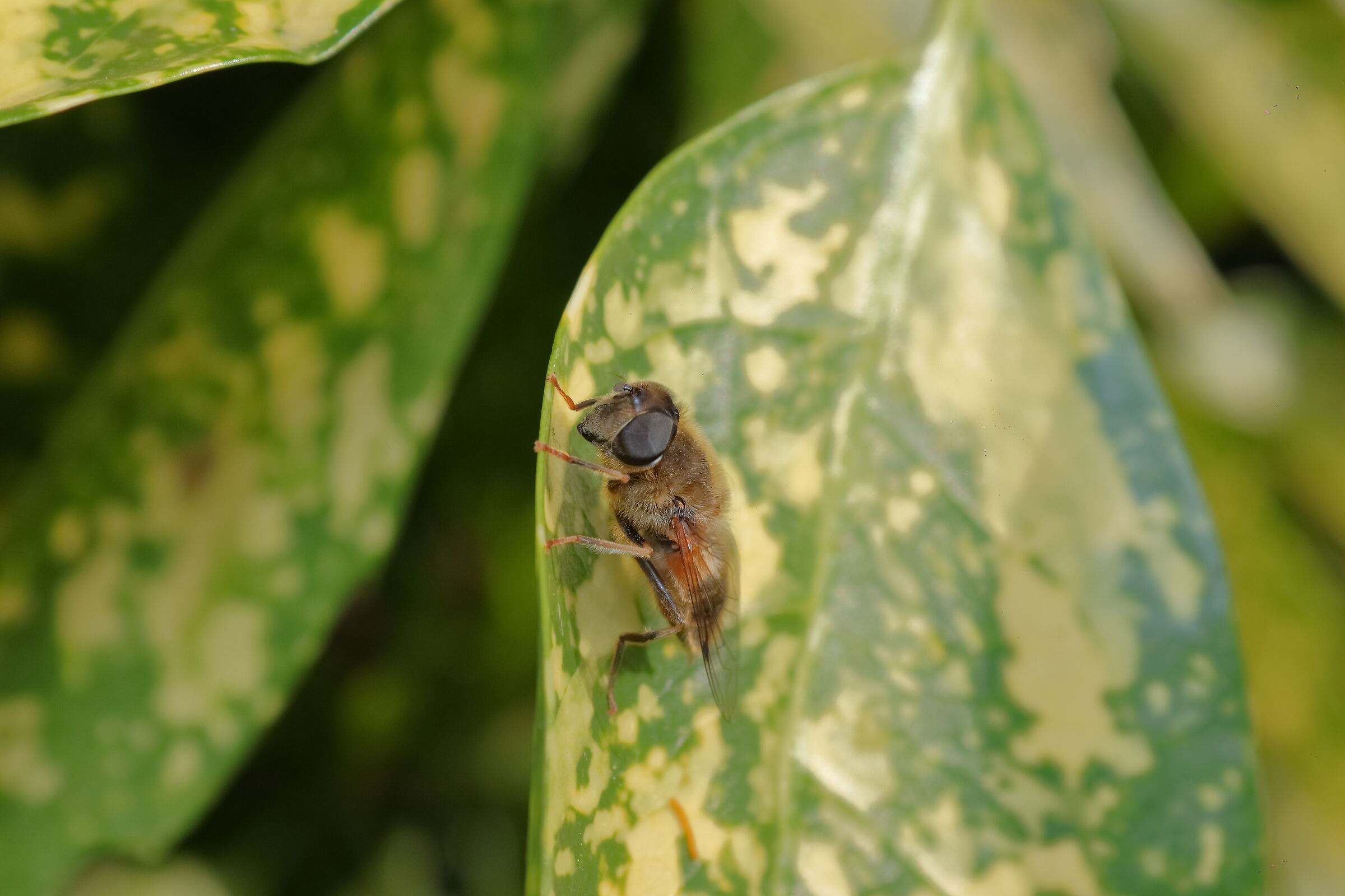 Hoverfly in Nottingham