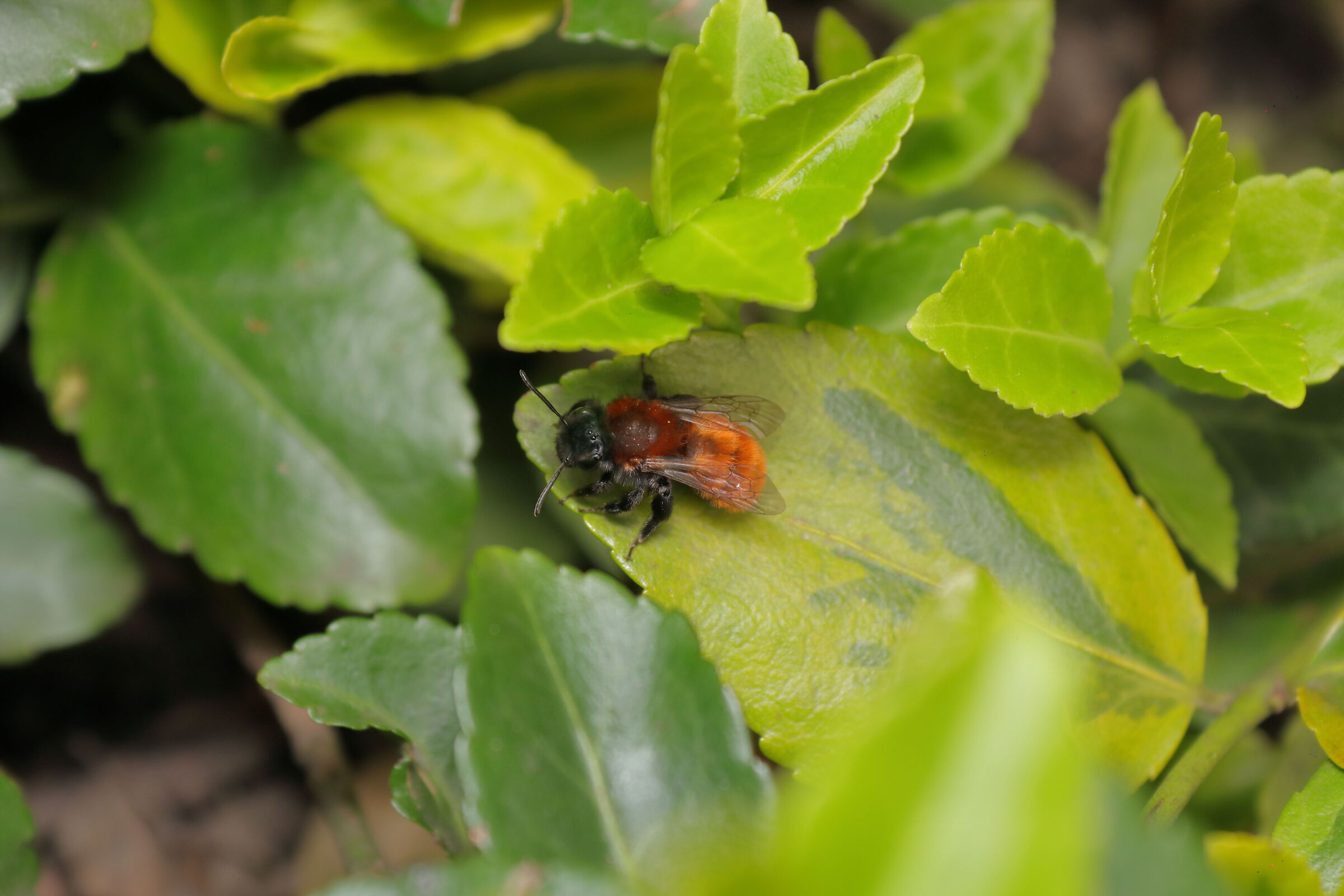 Andrena fulva