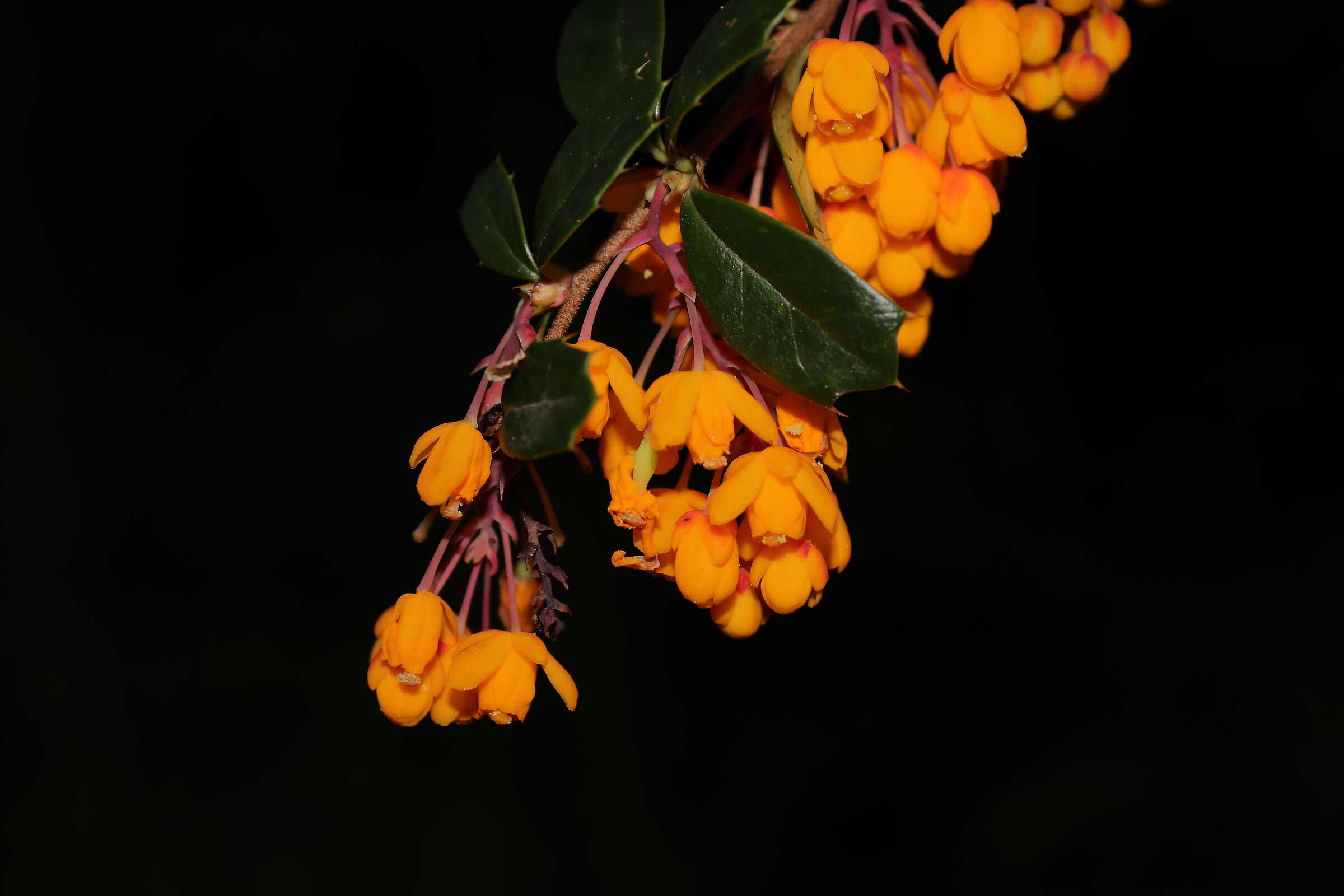 Orange flowers
