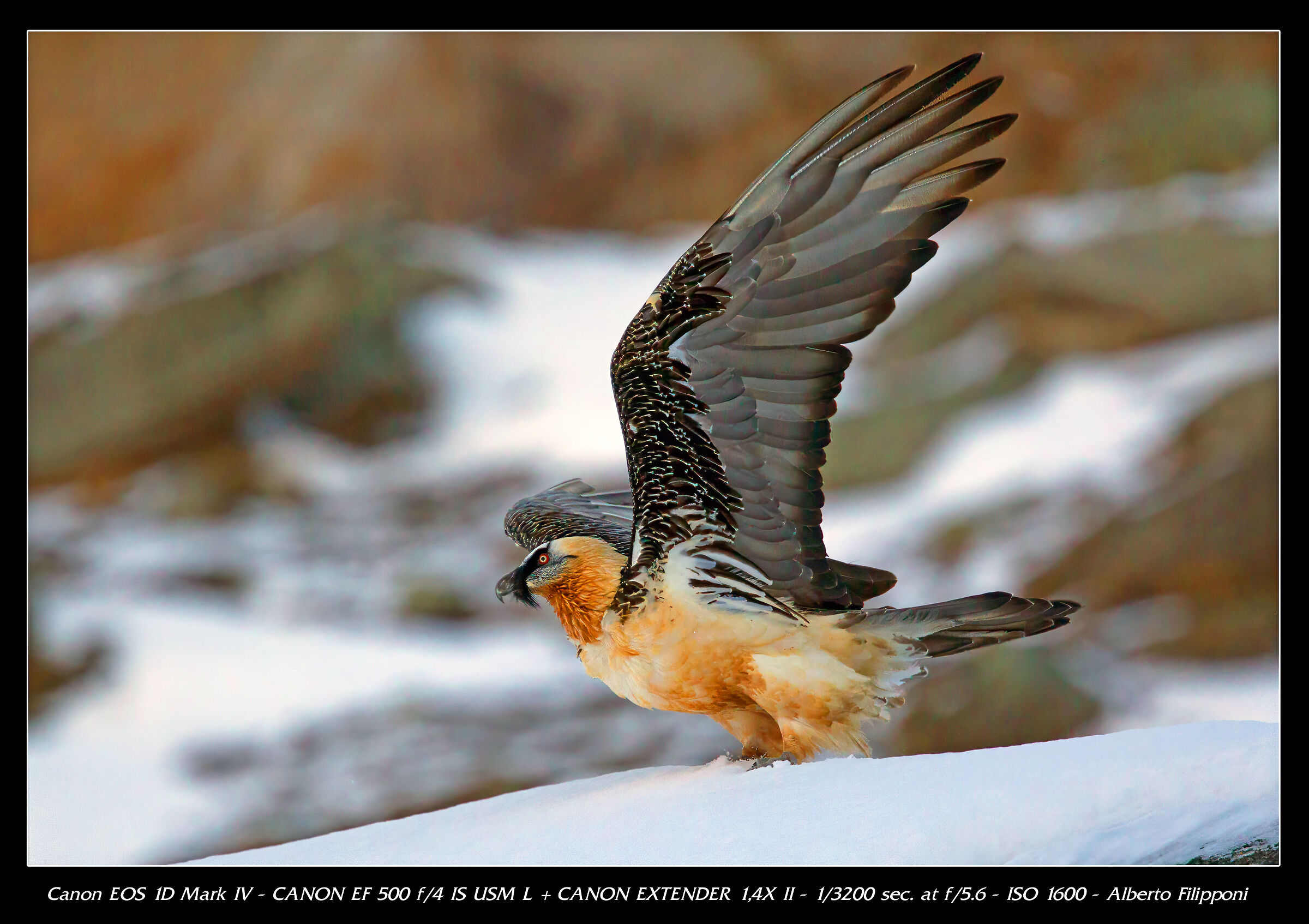 Bearded vulture