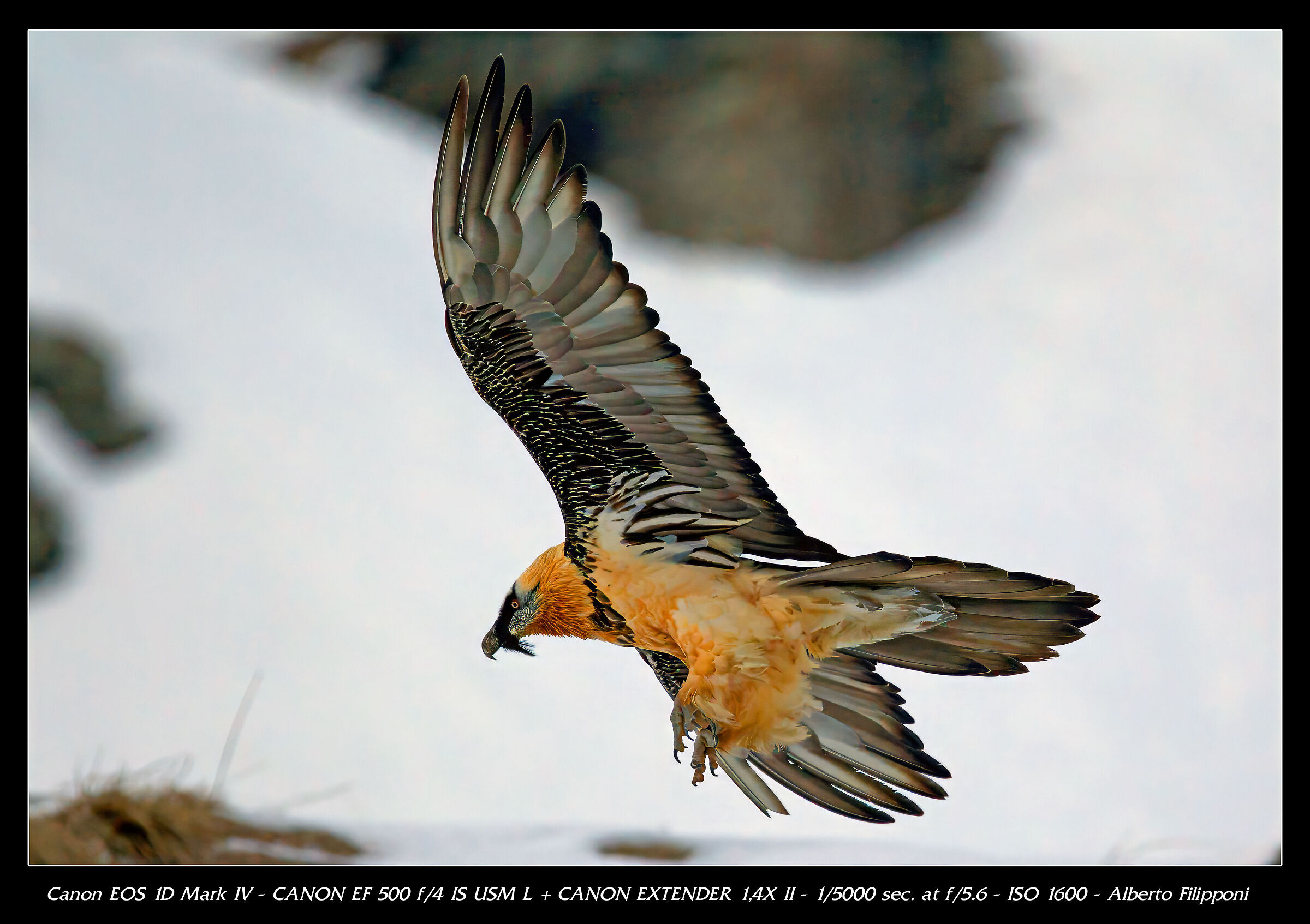 Bearded vulture