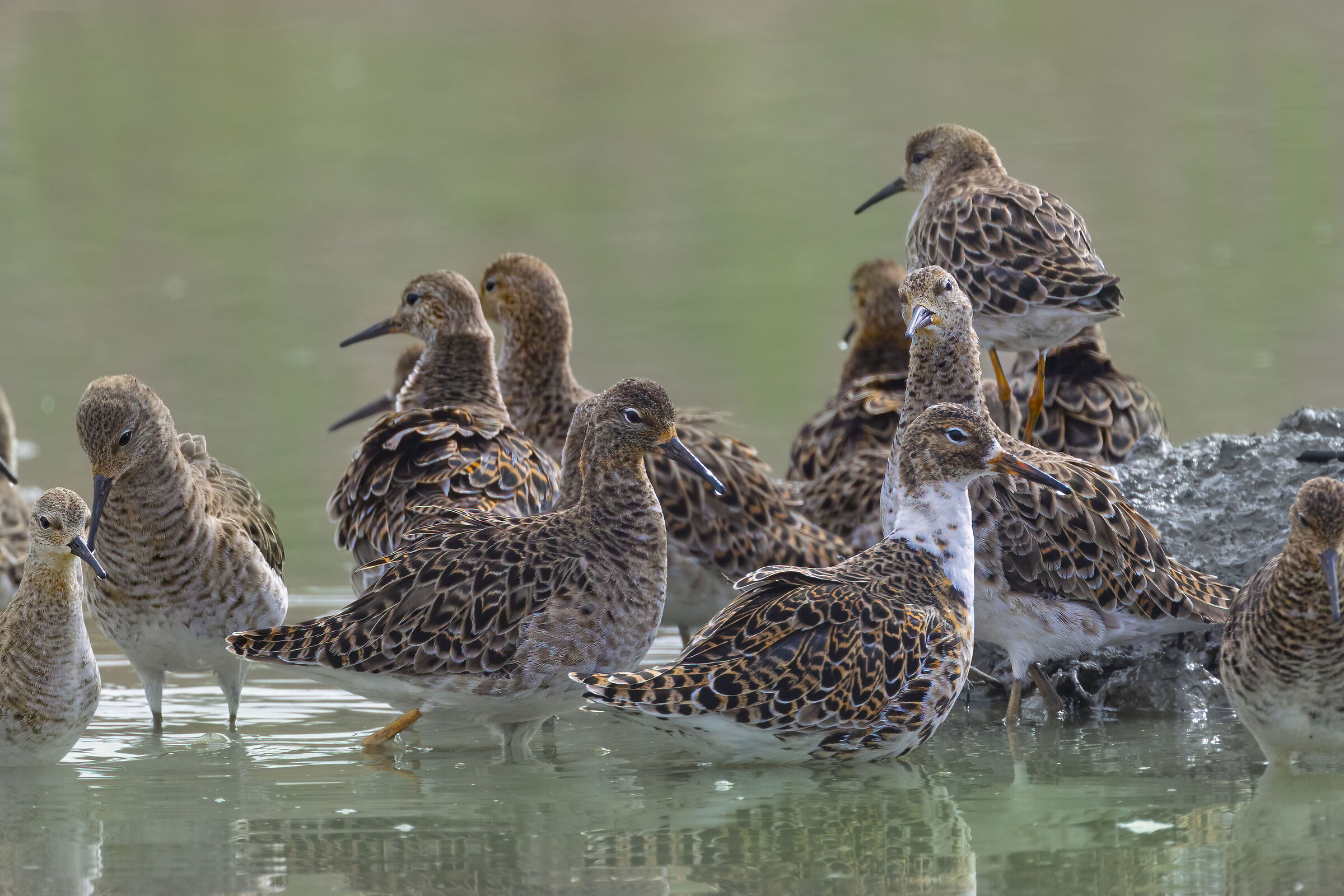 l'invasione dei combattenti 29-3- 2024