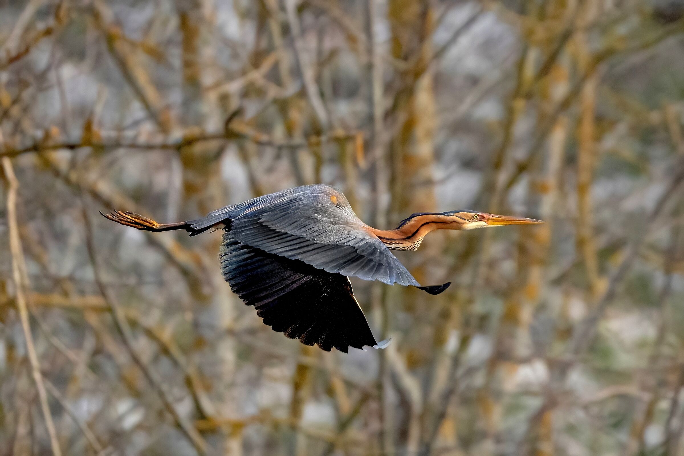 Purple Heron (Ardea purpurea)