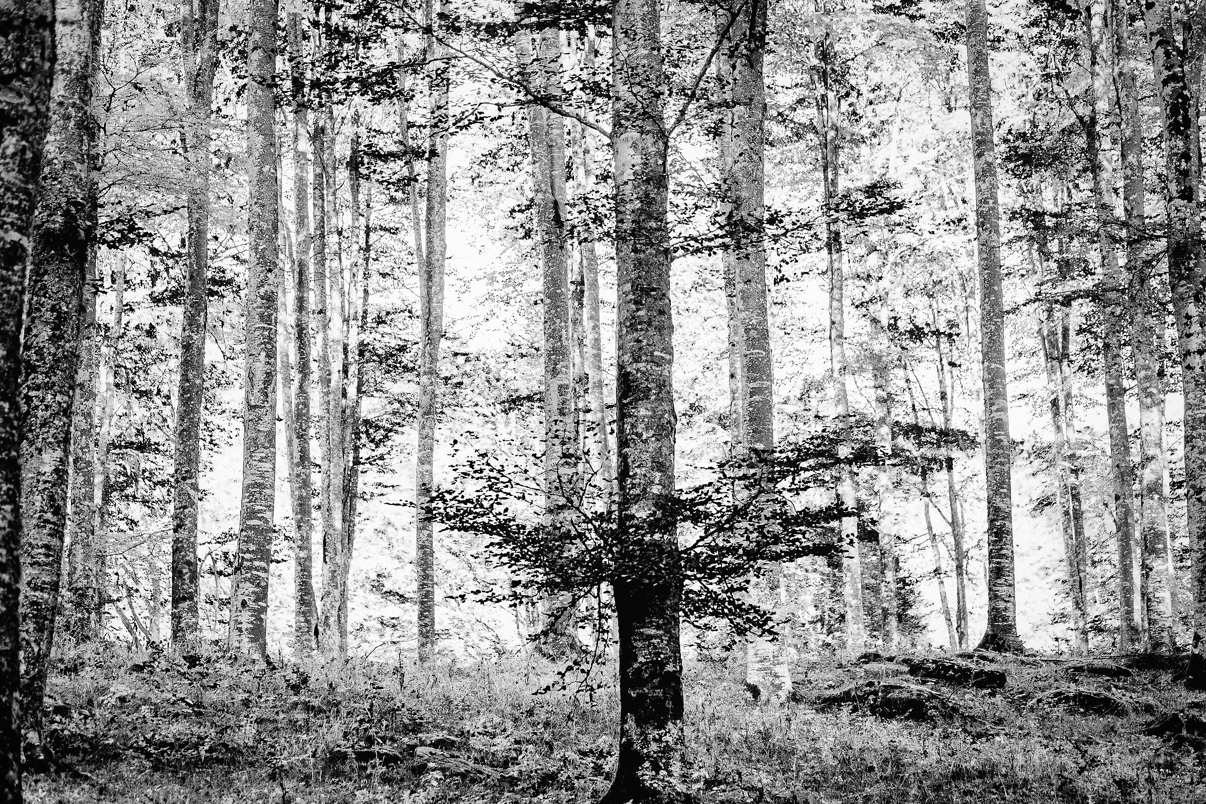 Free lines, interrupted routes