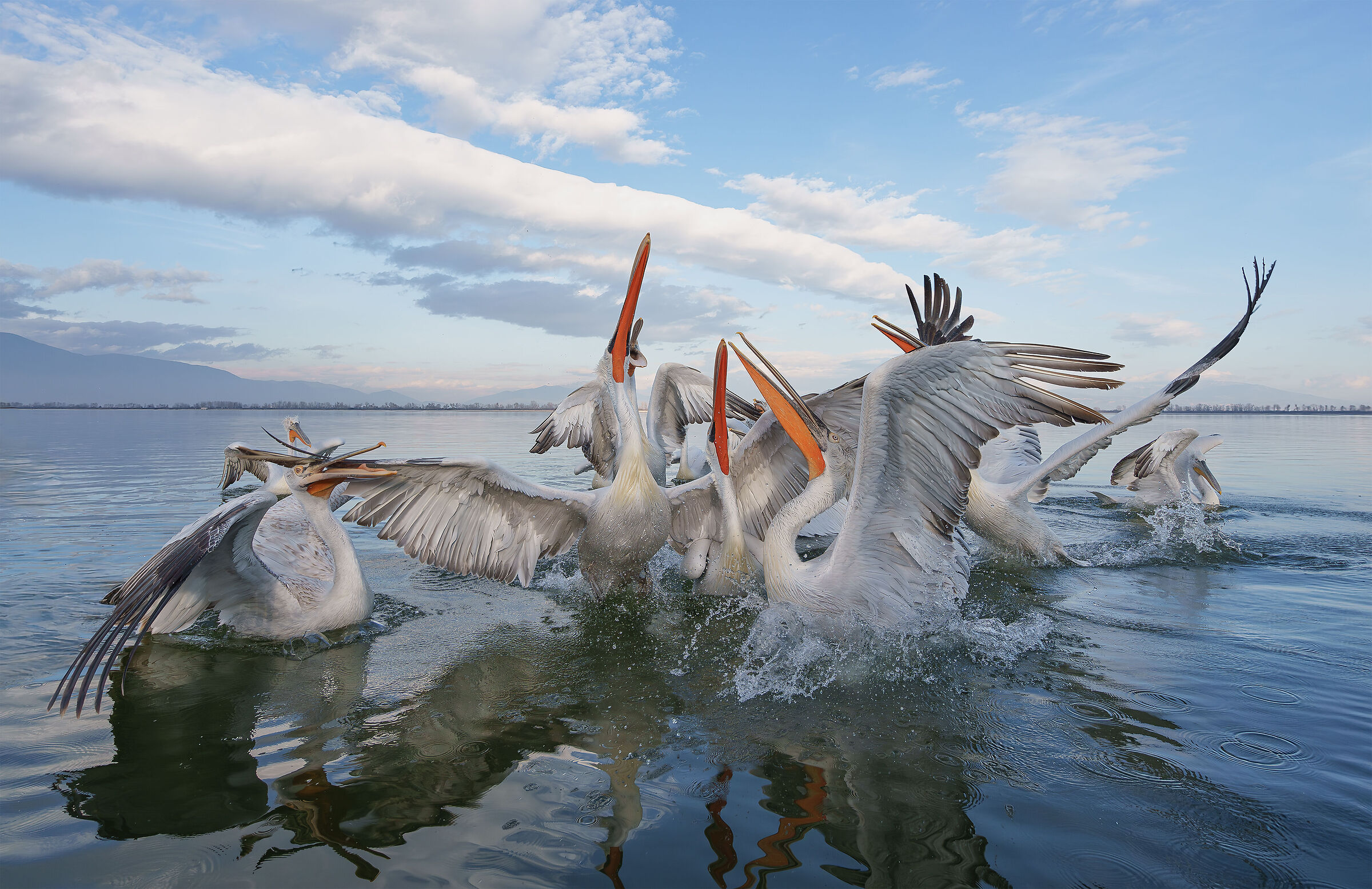 Pellicani Ricci - Ammucchiate
