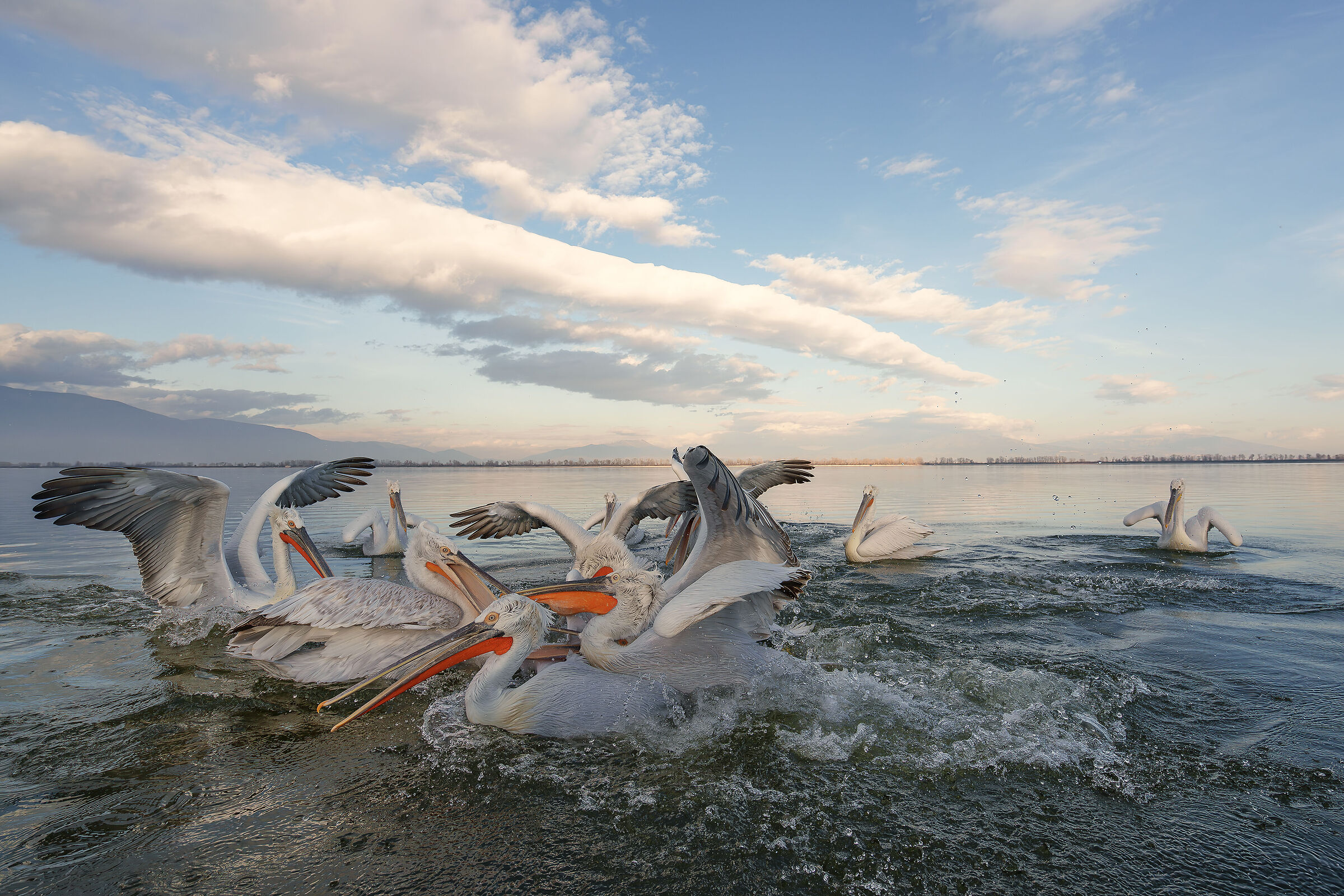 Pellicani ricci - Ammucchiate