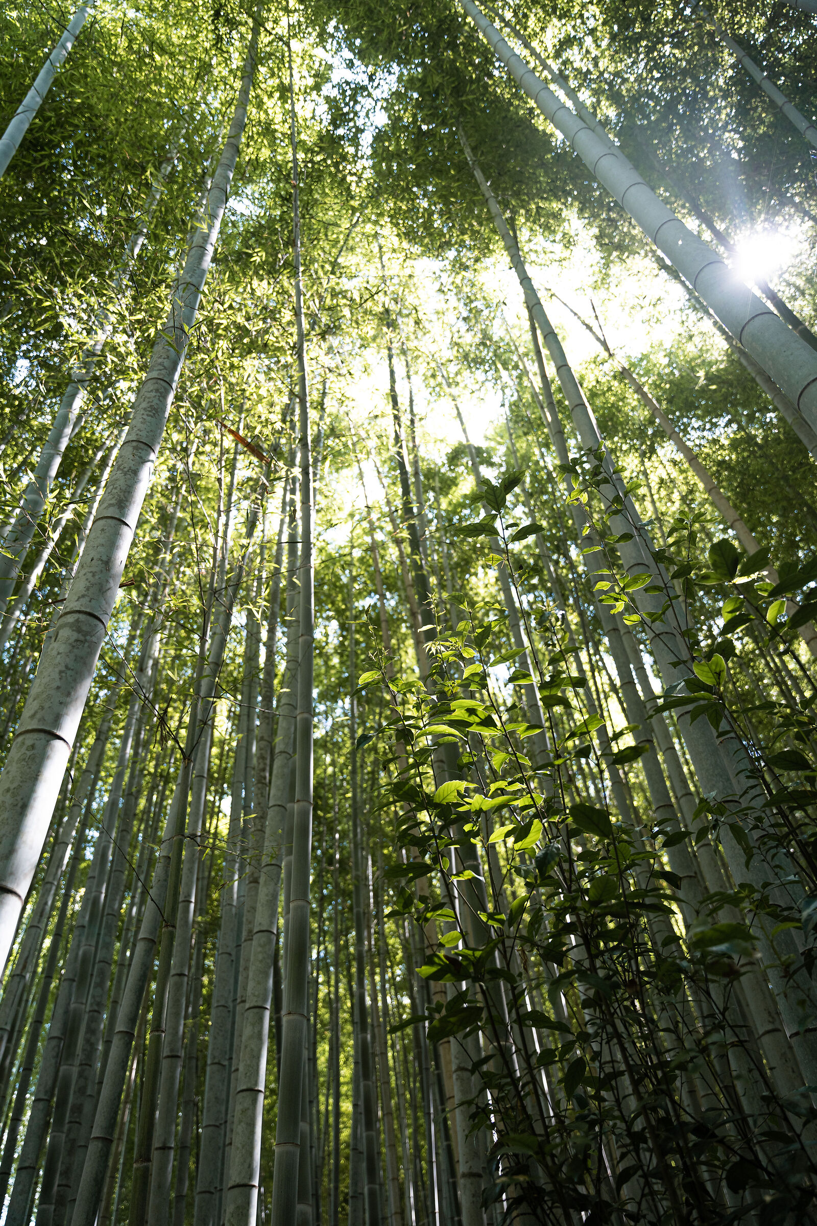Foresta di Bamboo