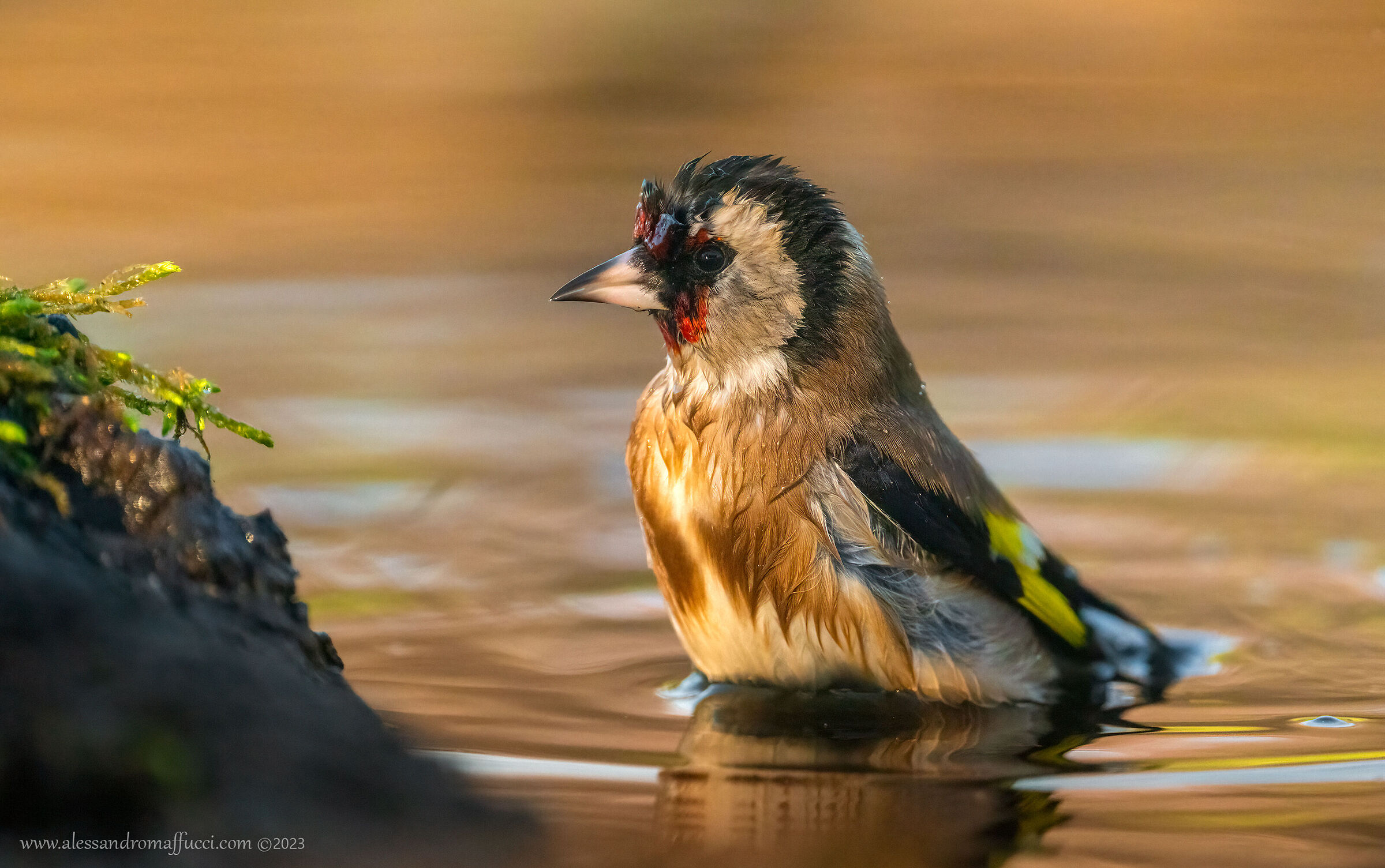 Goldfinch in the bath