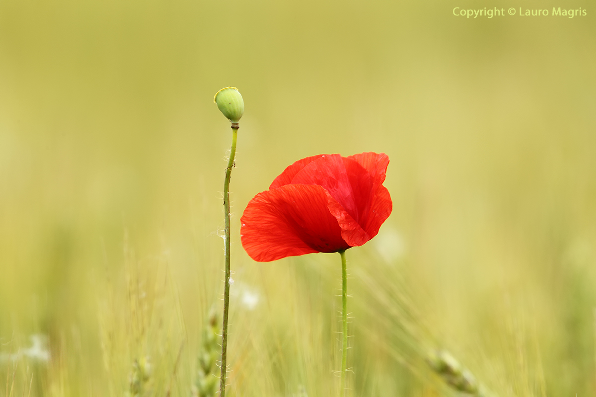 Peeled from the wind