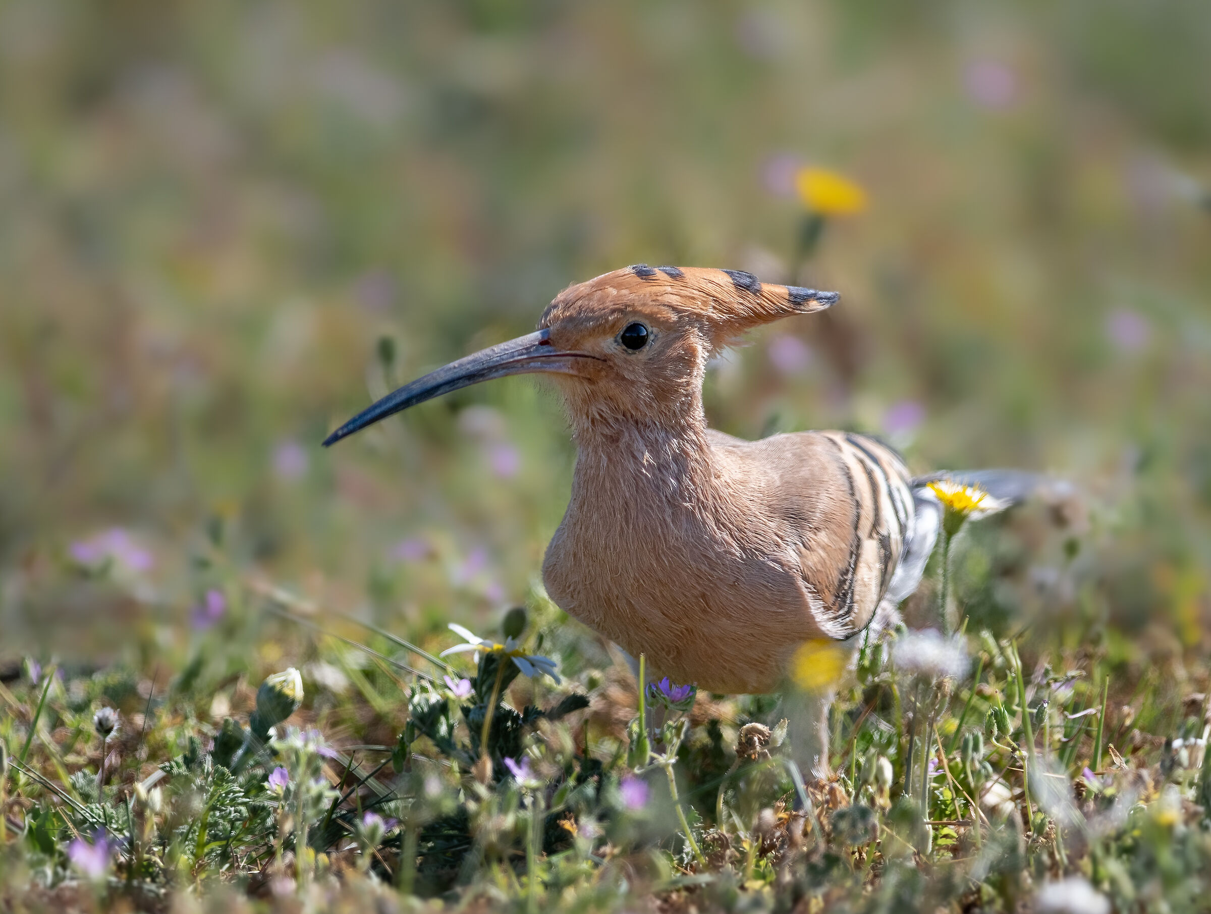 hoopoe