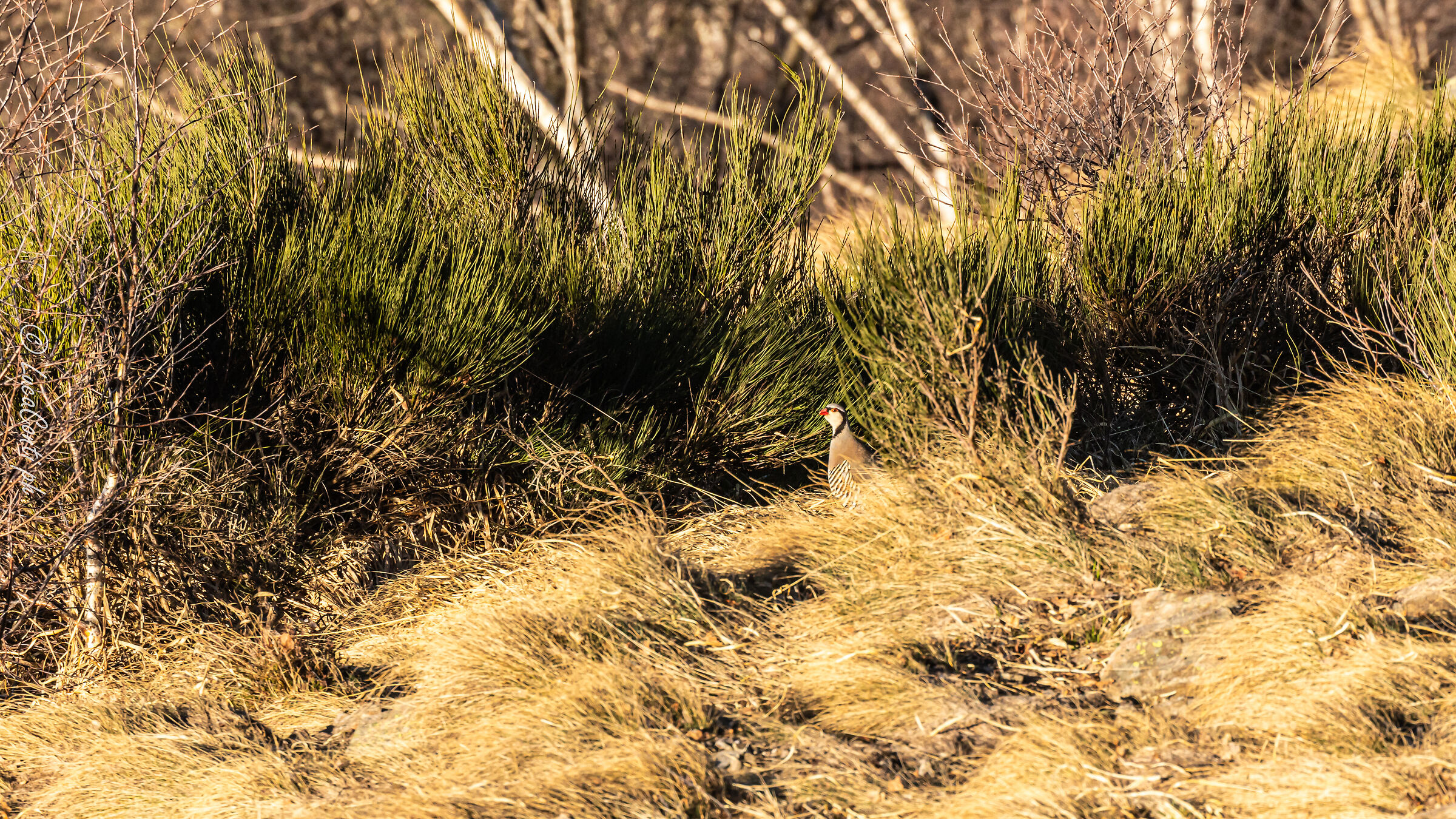Alpine cuturpartridge