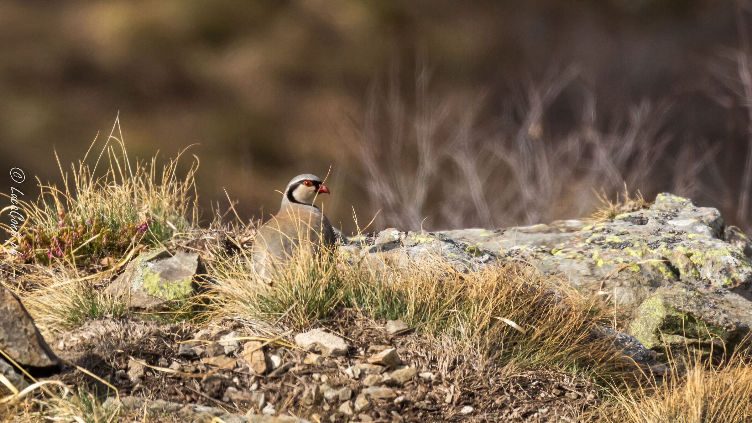 Alpine cuturpartridge