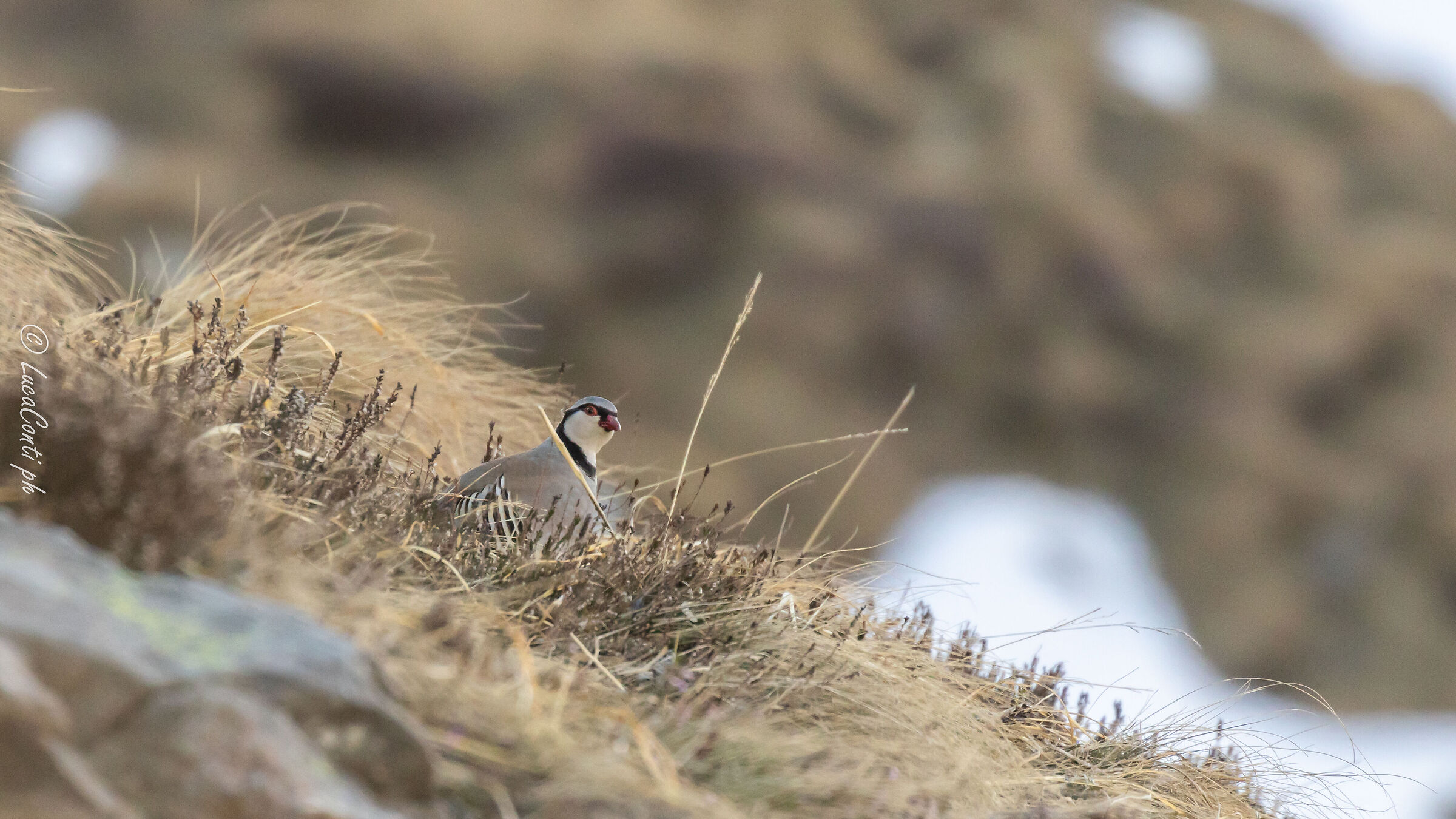 Alpine cuturpartridge