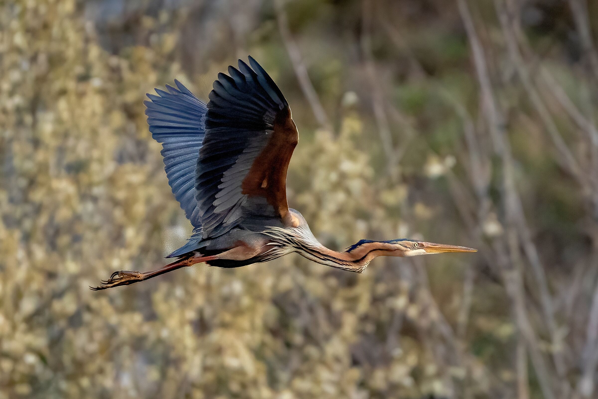 Airone rosso (Ardea purpurea)