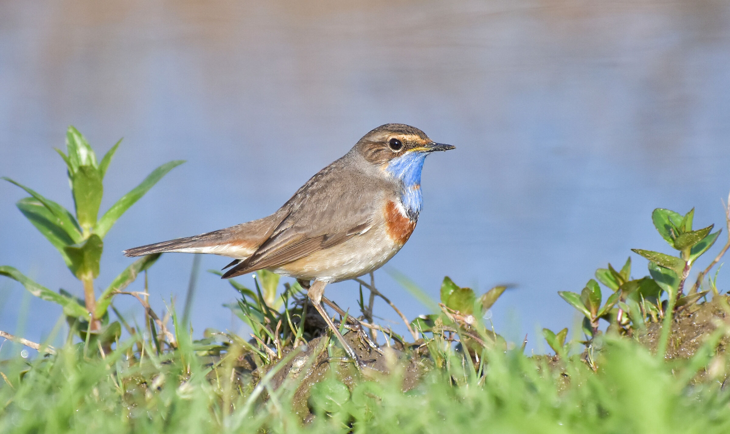 Bluethroat