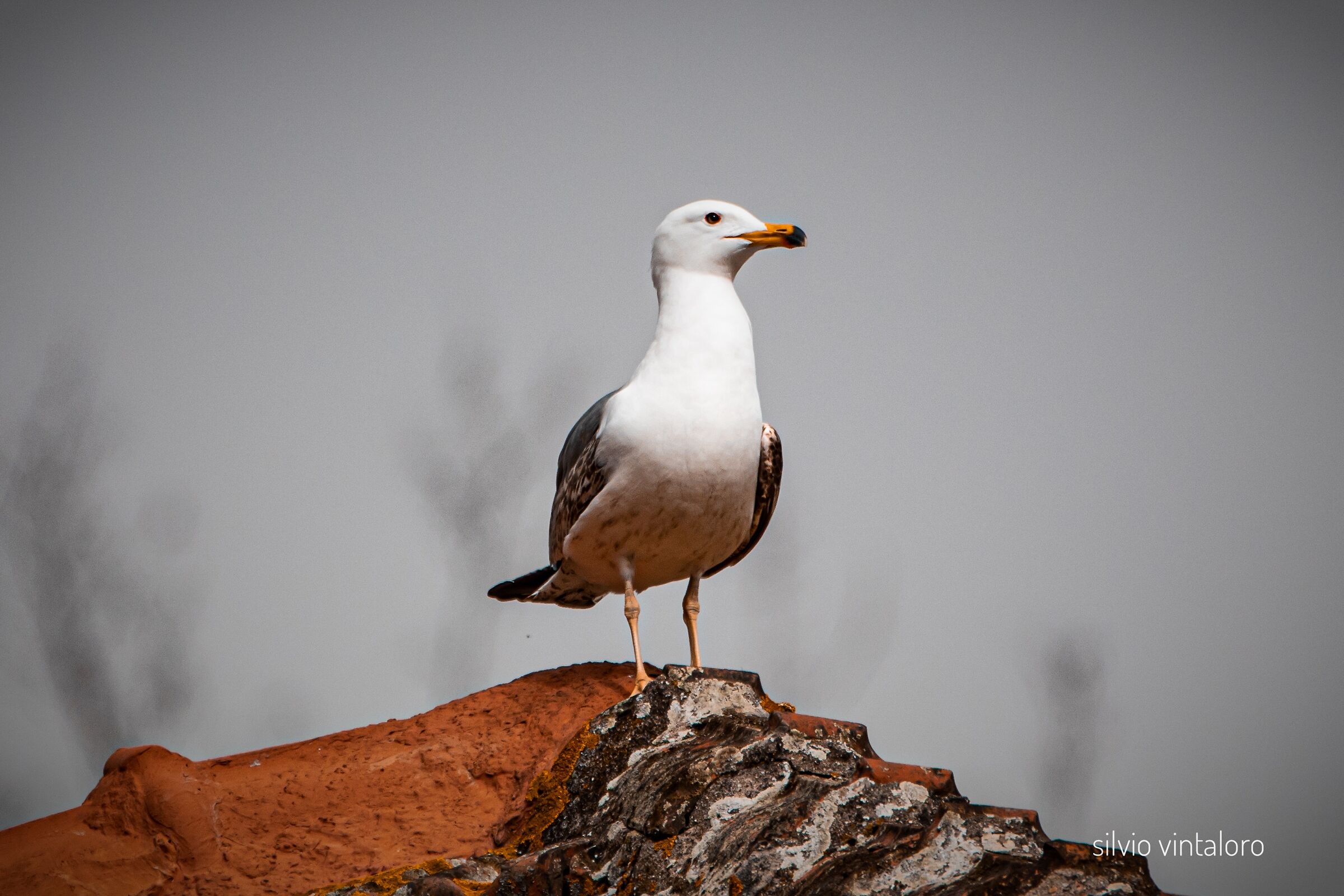 Proud Seagull