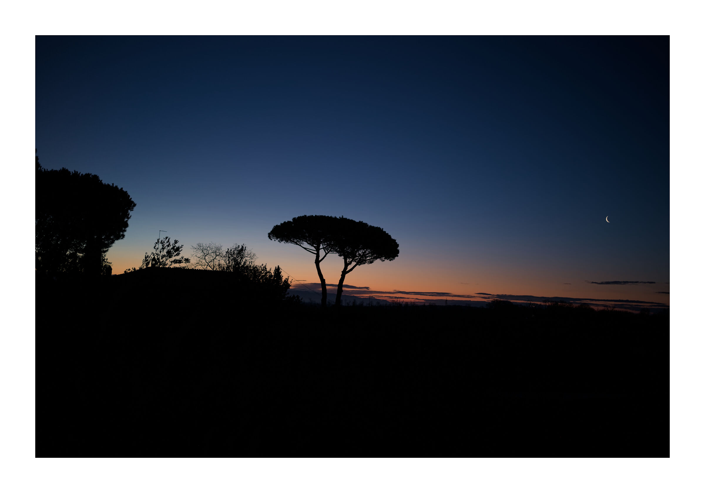L'albero e la luna