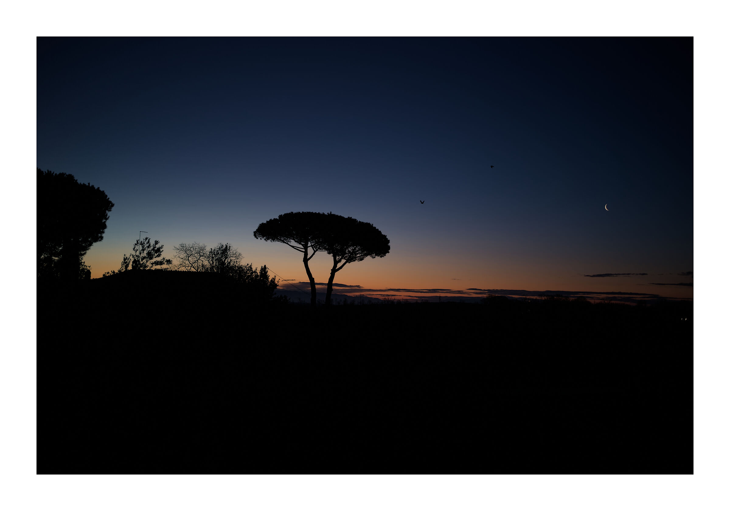L'albero, la luna e gli uccelli