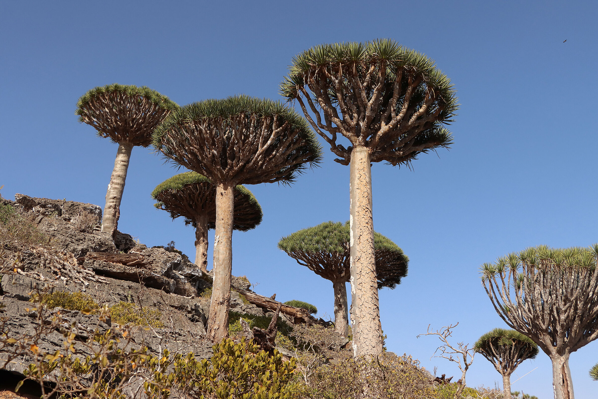 S O C O T R A - "dracaena cinnabari"