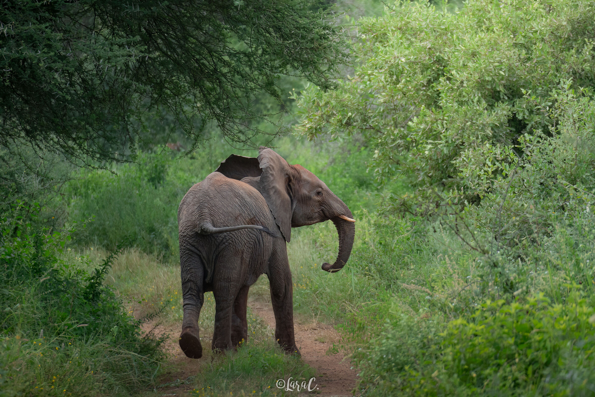 Prendimi se ci riesci