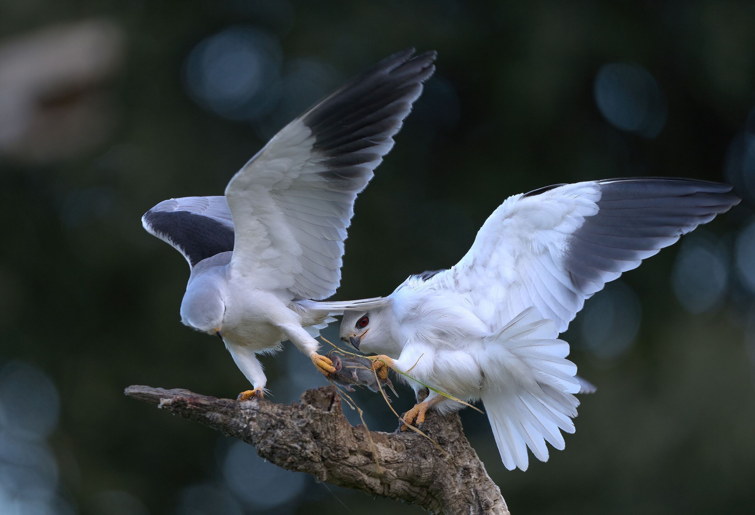 Dispute nibbi bianchi