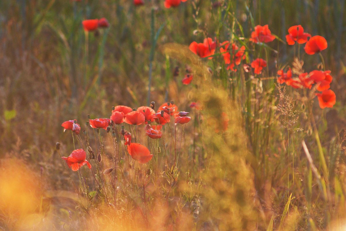 Poppies