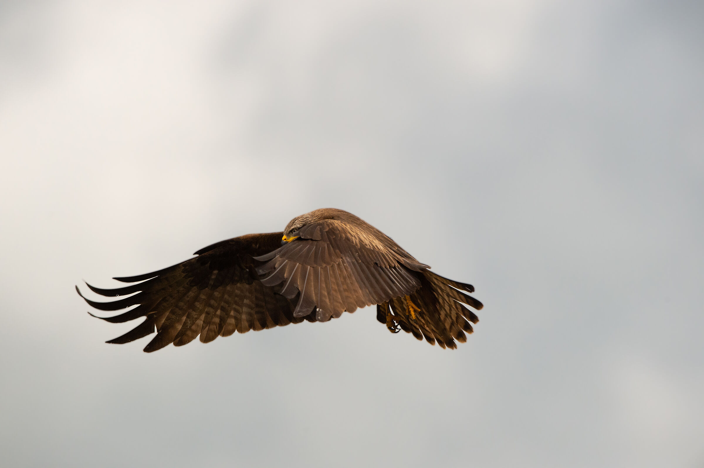 Black kite
