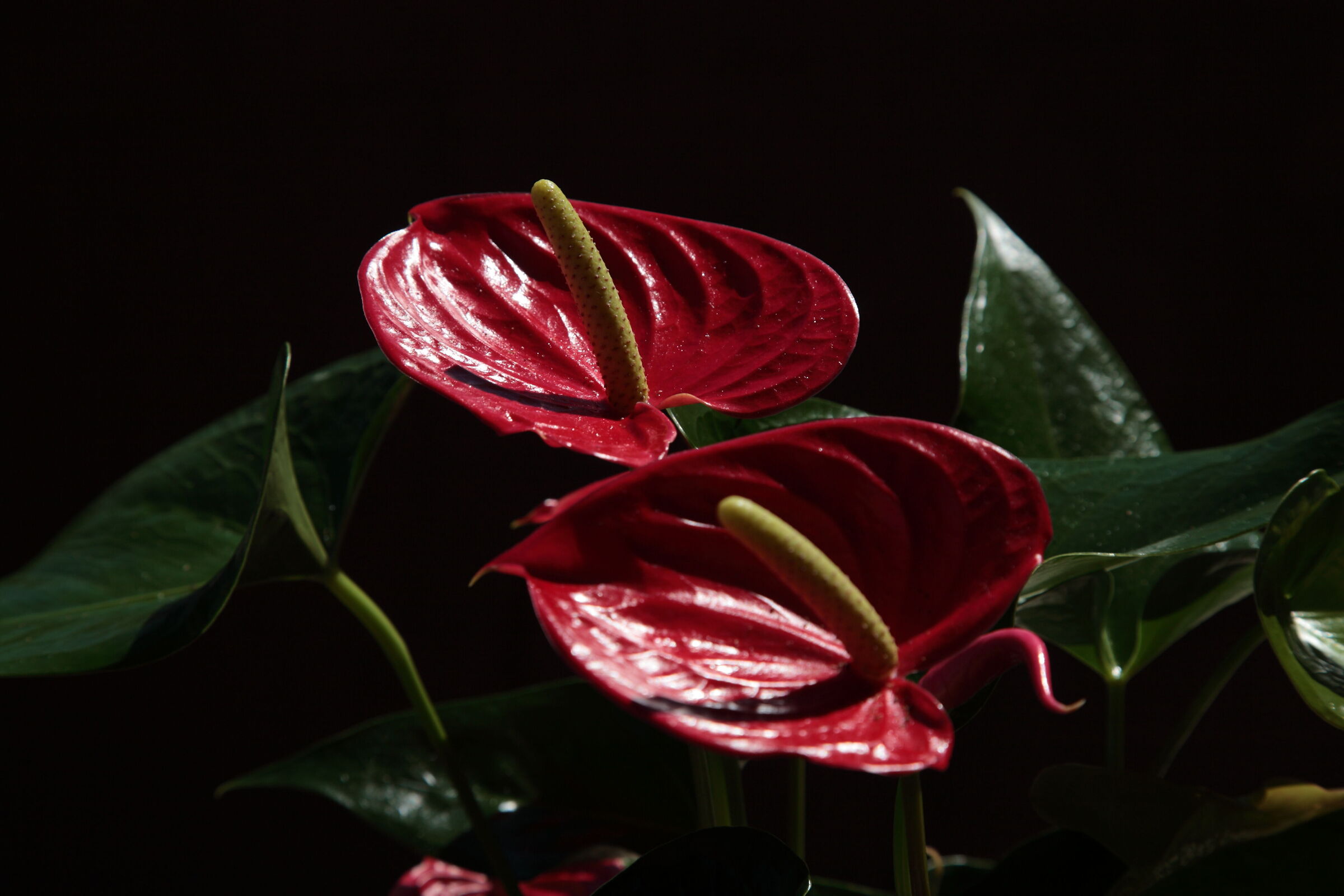 anthurium
