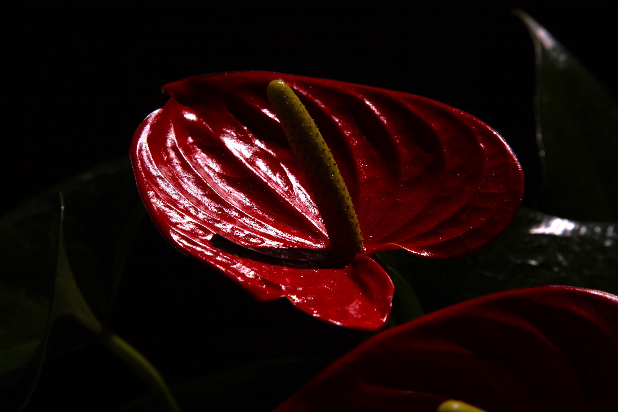 anthurium