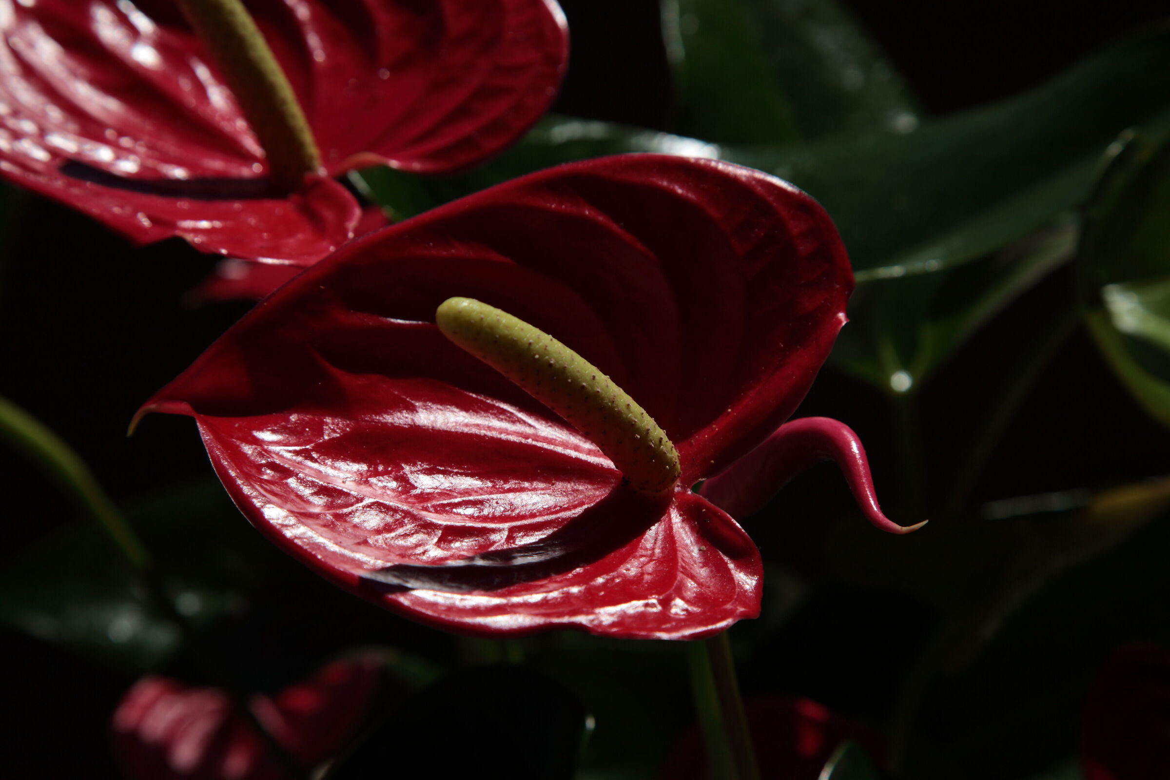 anthurium