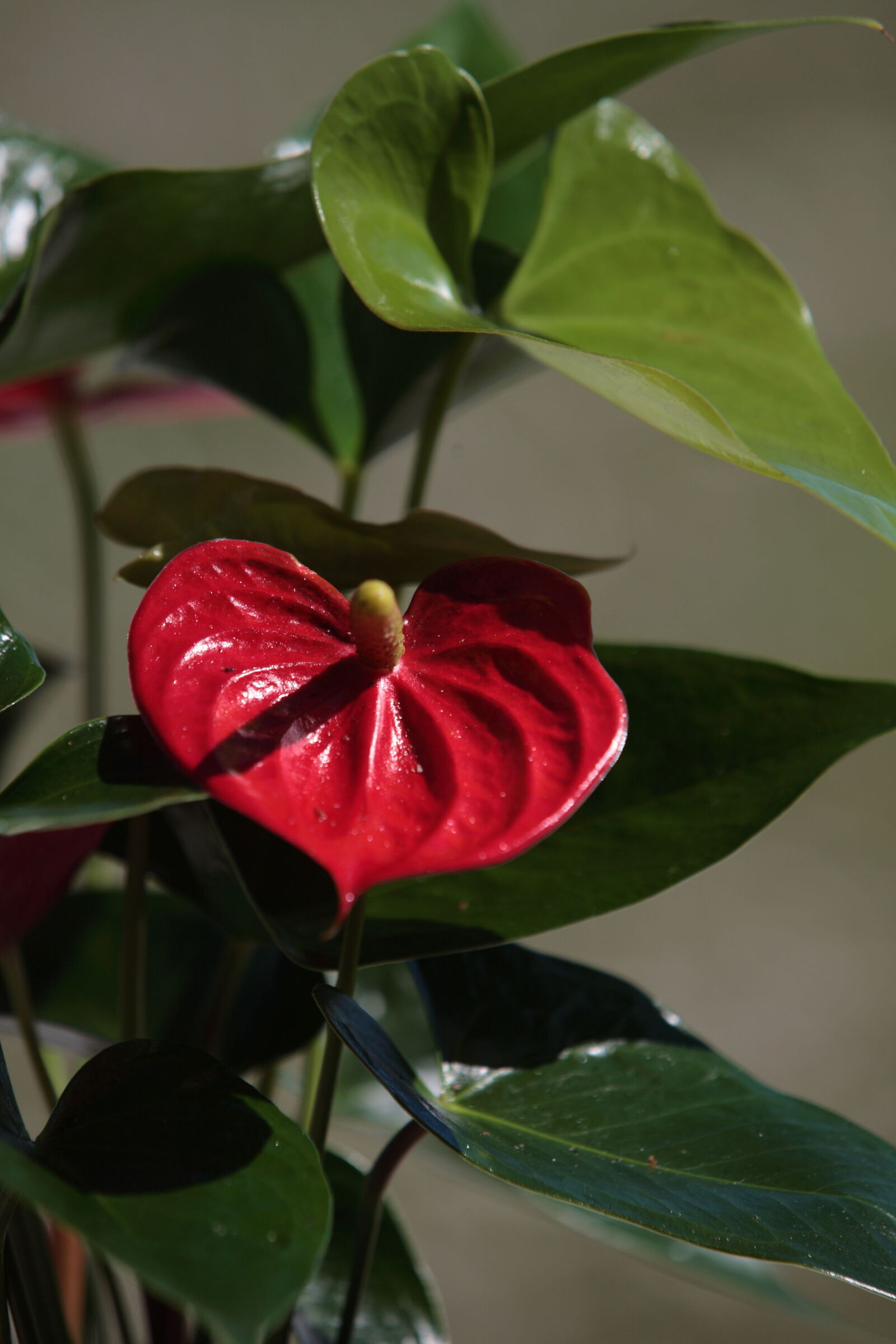 anthurium