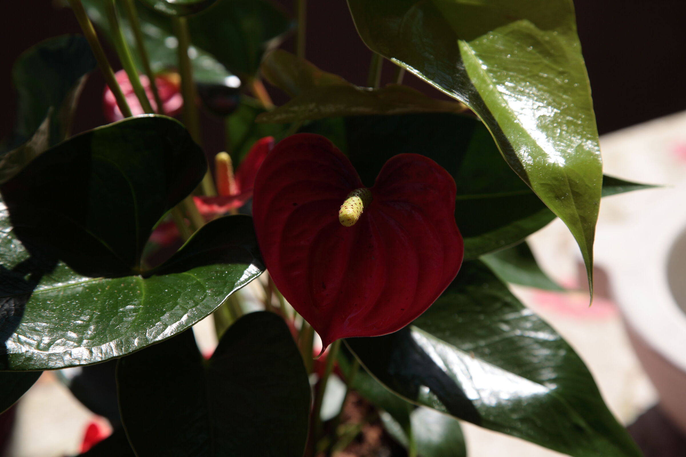 anthurium