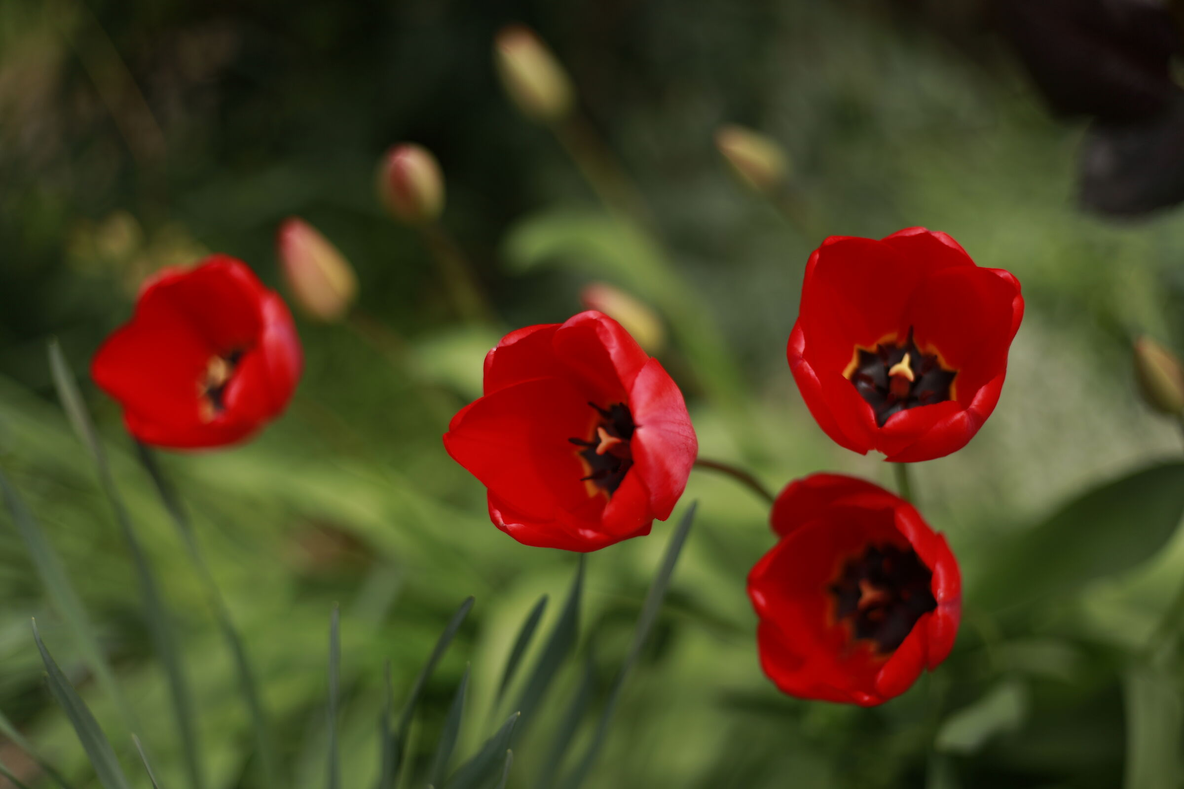 Tulips